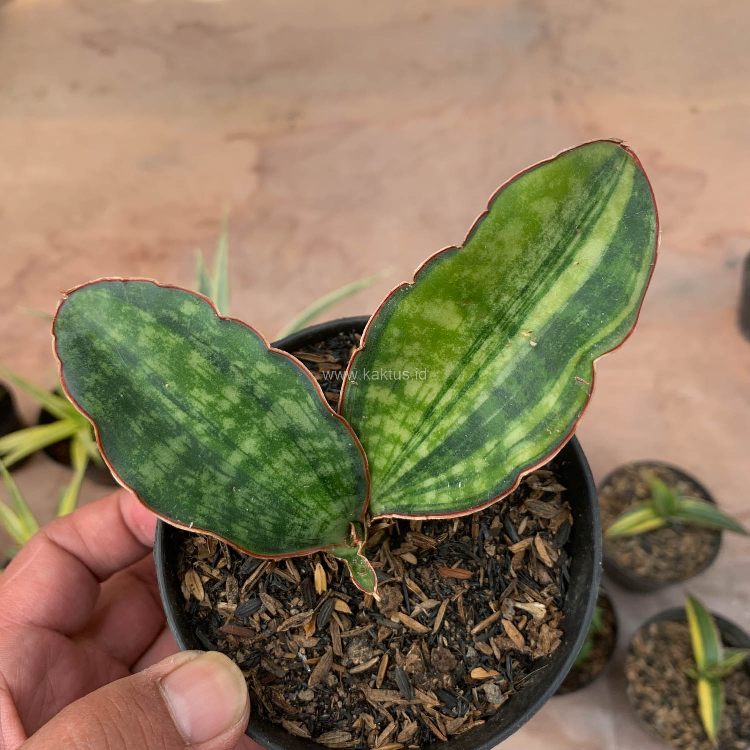 986. Sansevieria Macrophylla Variegated - Image 5