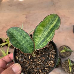 Alternative view of 986. Sansevieria Macrophylla Variegated