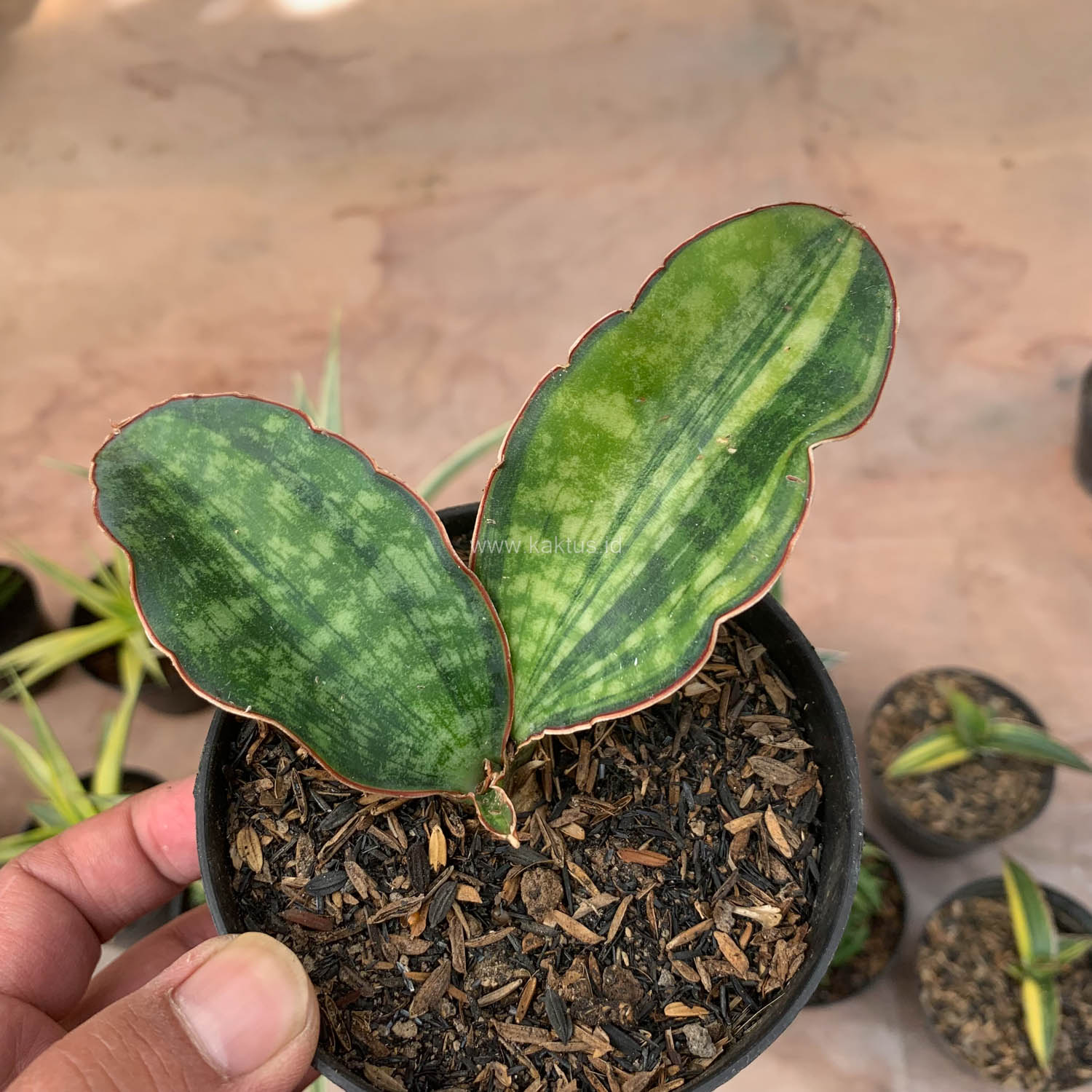 986. Sansevieria Macrophylla Variegated - Image 2