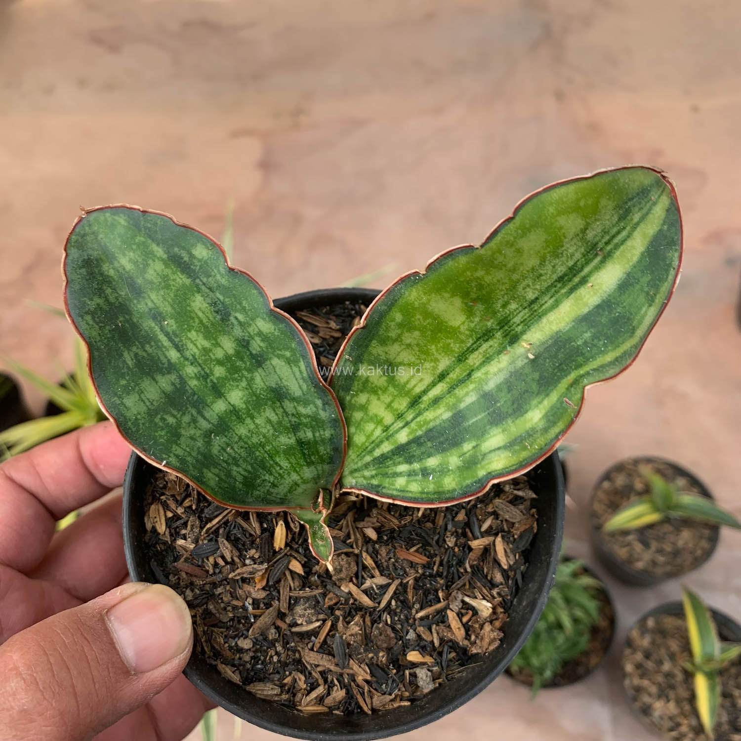 986. Sansevieria Macrophylla Variegated - Image 3