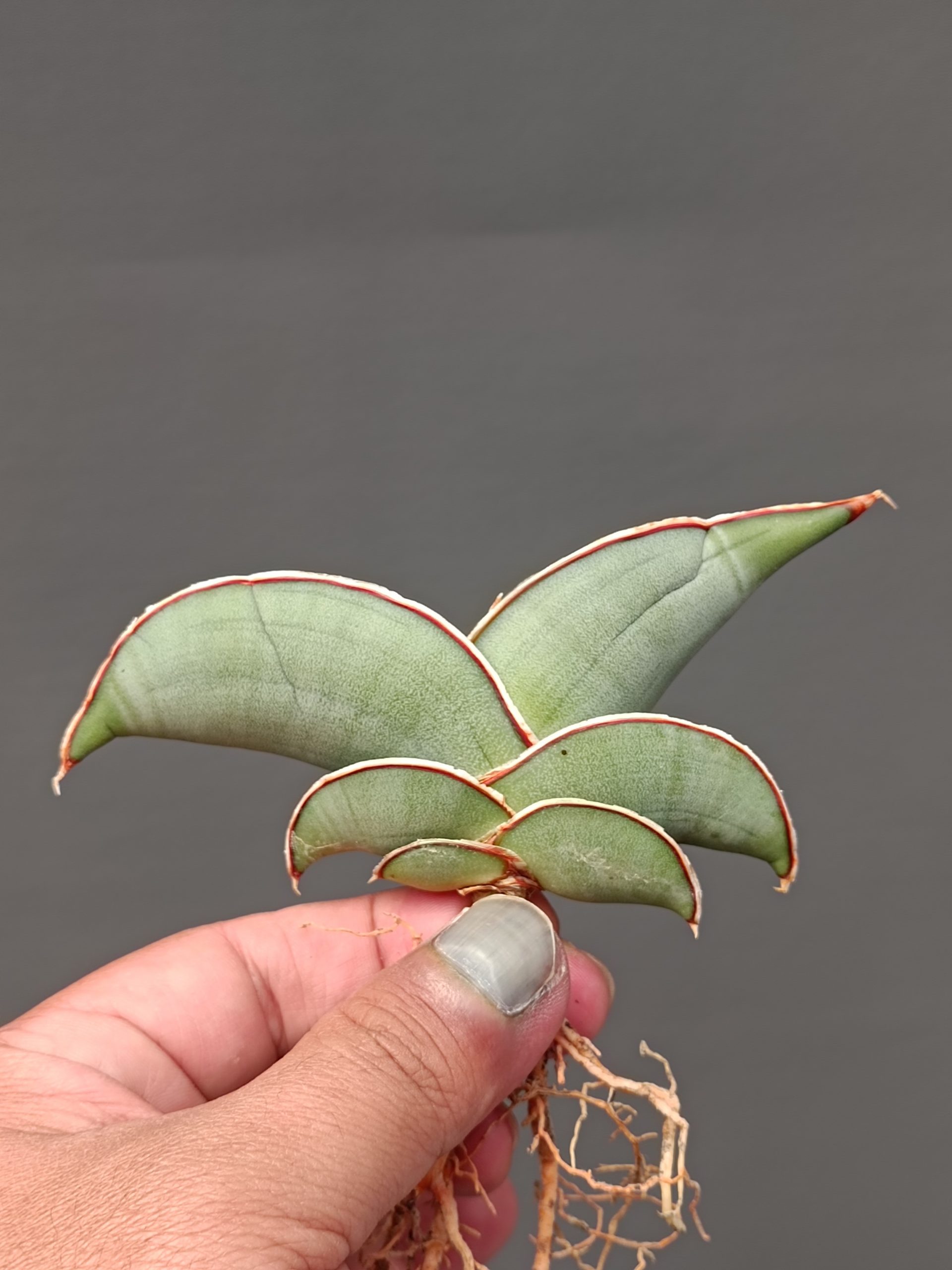 1000. Sansevieria Banana - Image 13