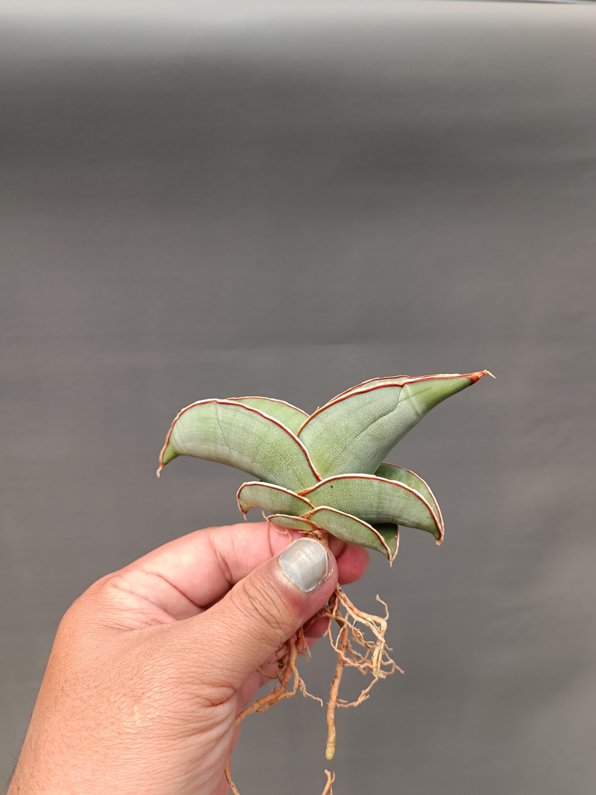 1000. Sansevieria Banana - Image 14
