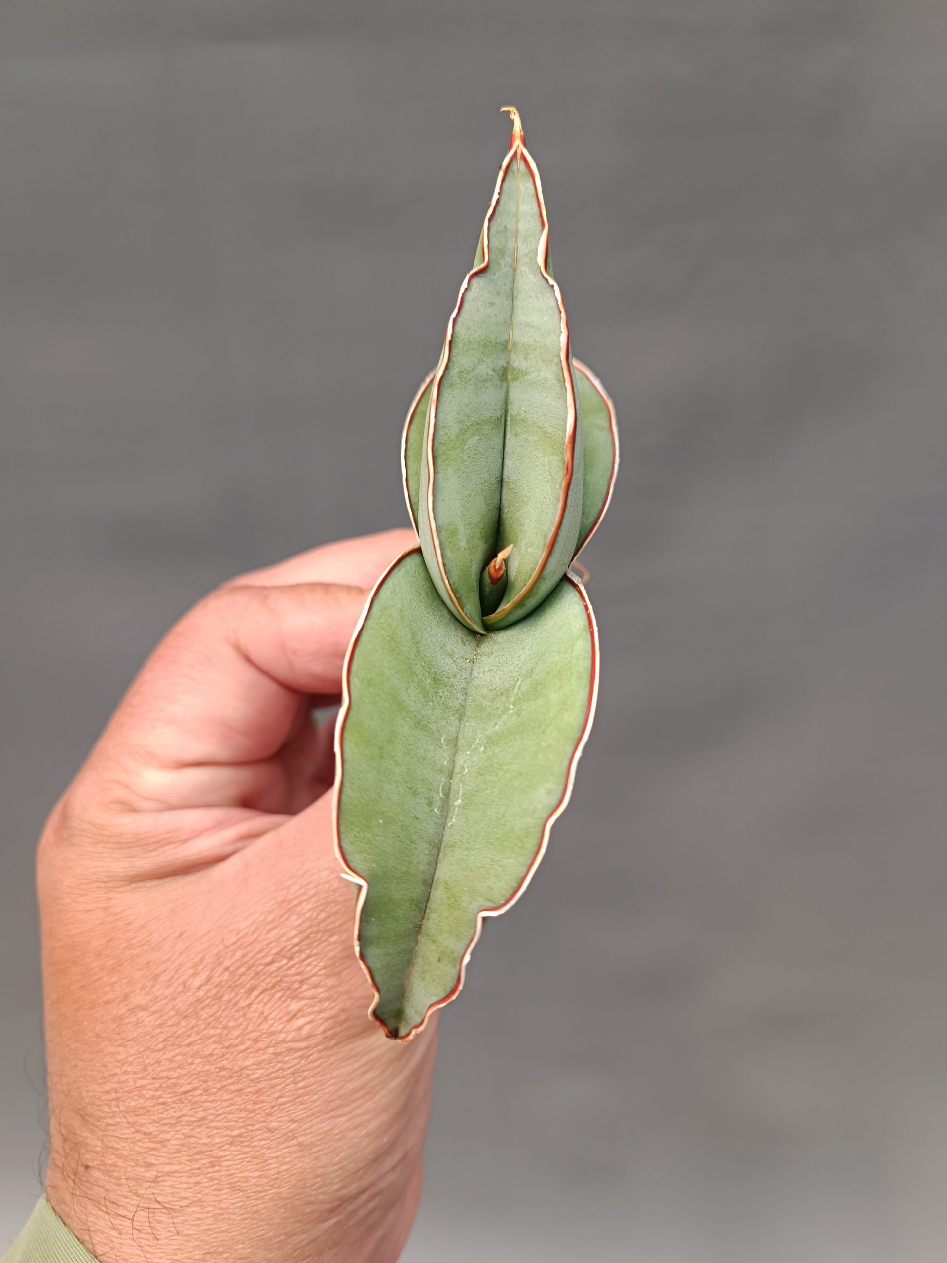 1000. Sansevieria Banana - Image 26