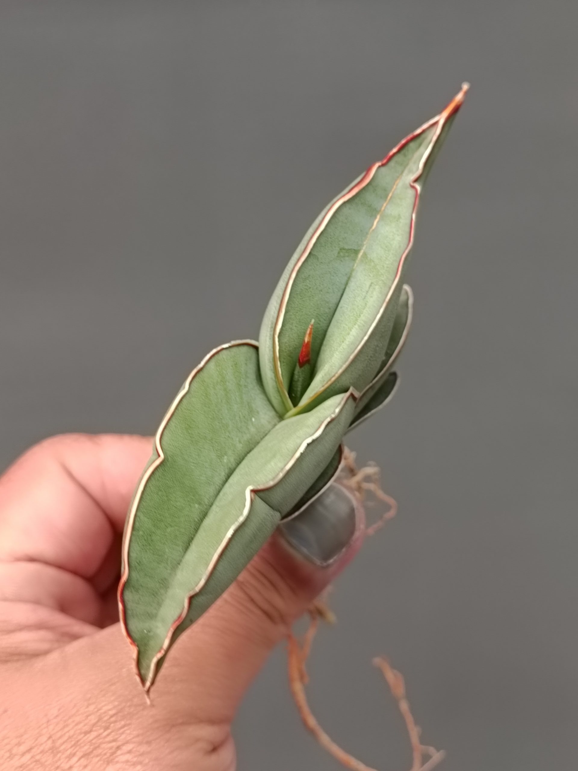 1000. Sansevieria Banana - Image 21