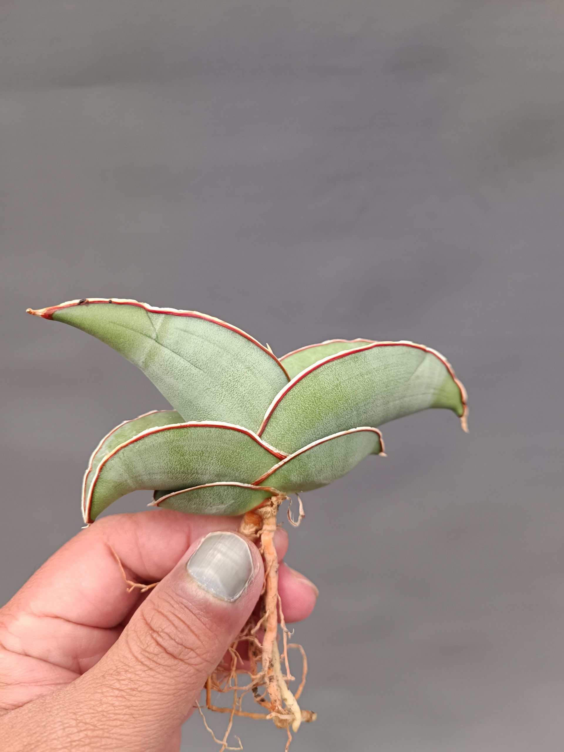 1000. Sansevieria Banana - Image 16
