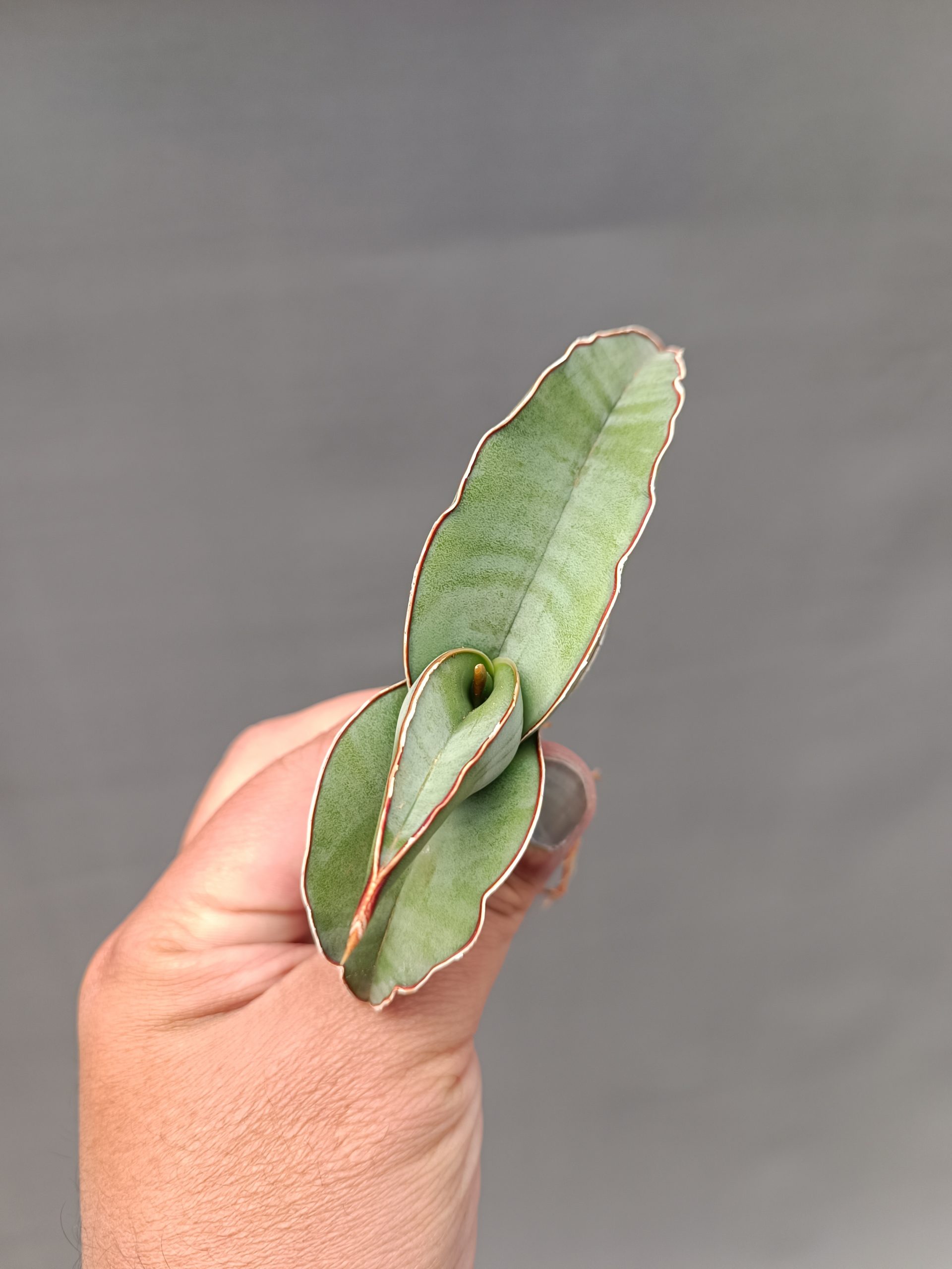 1000. Sansevieria Banana - Image 15