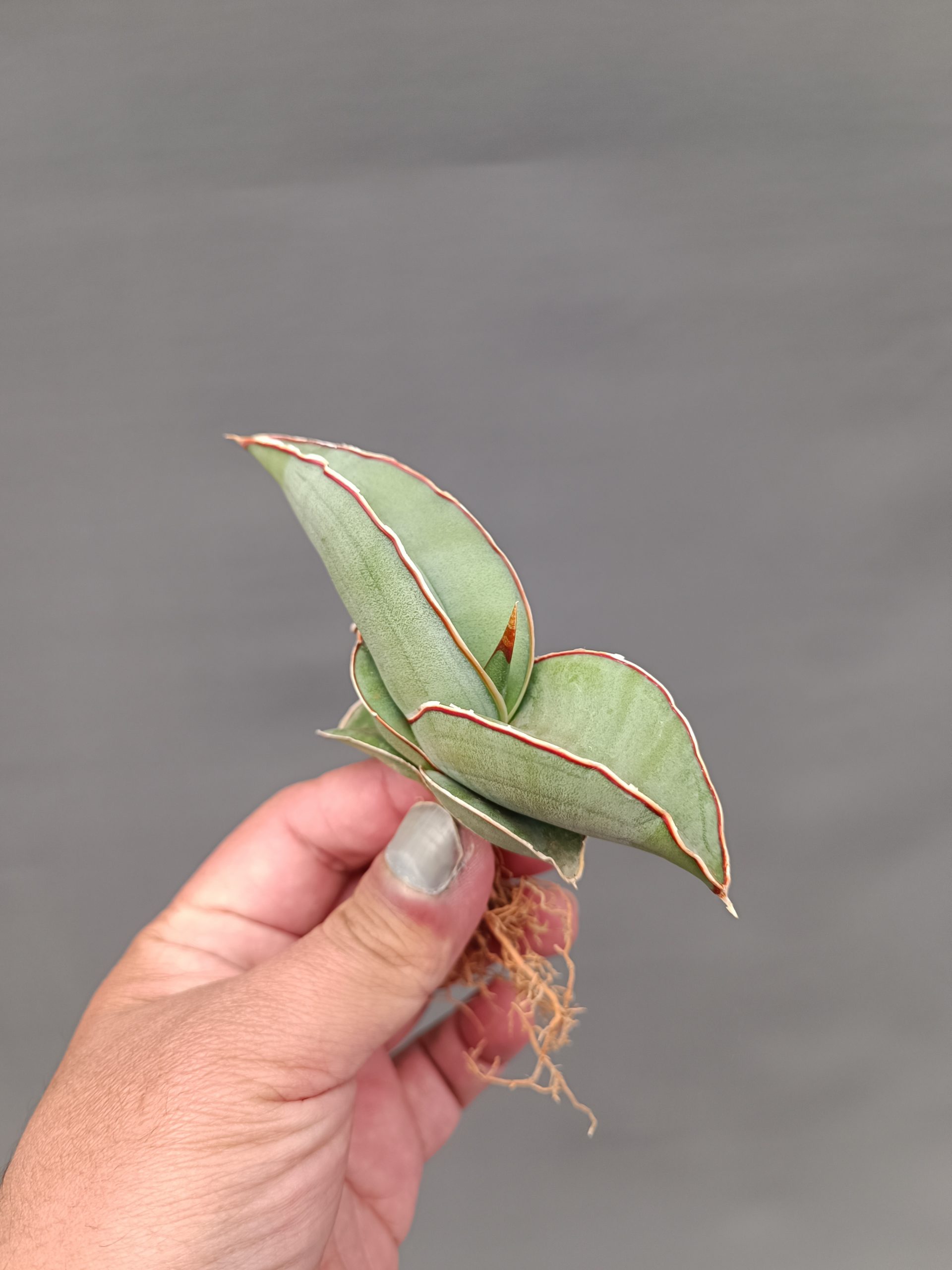 1000. Sansevieria Banana - Image 12