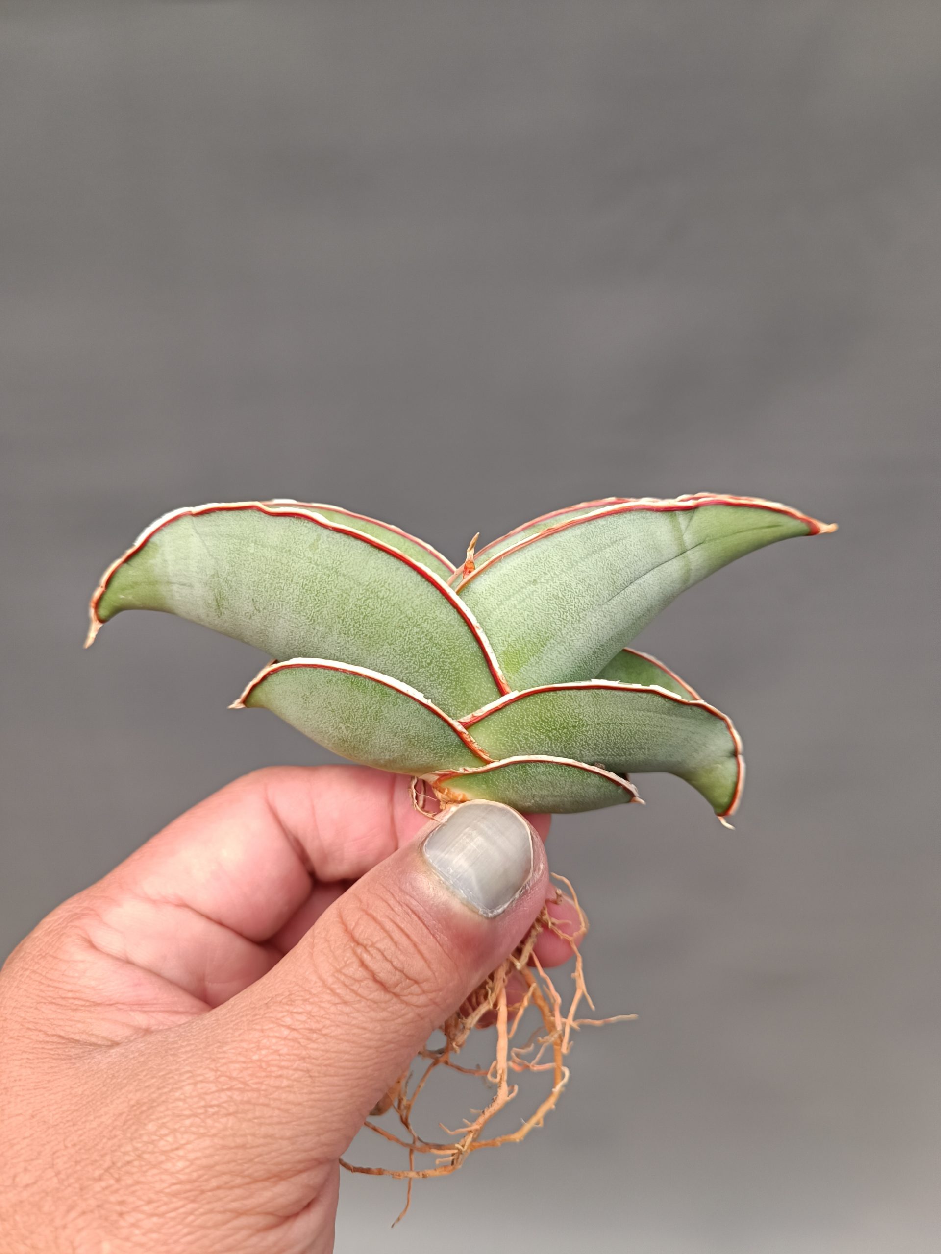 1000. Sansevieria Banana - Image 27