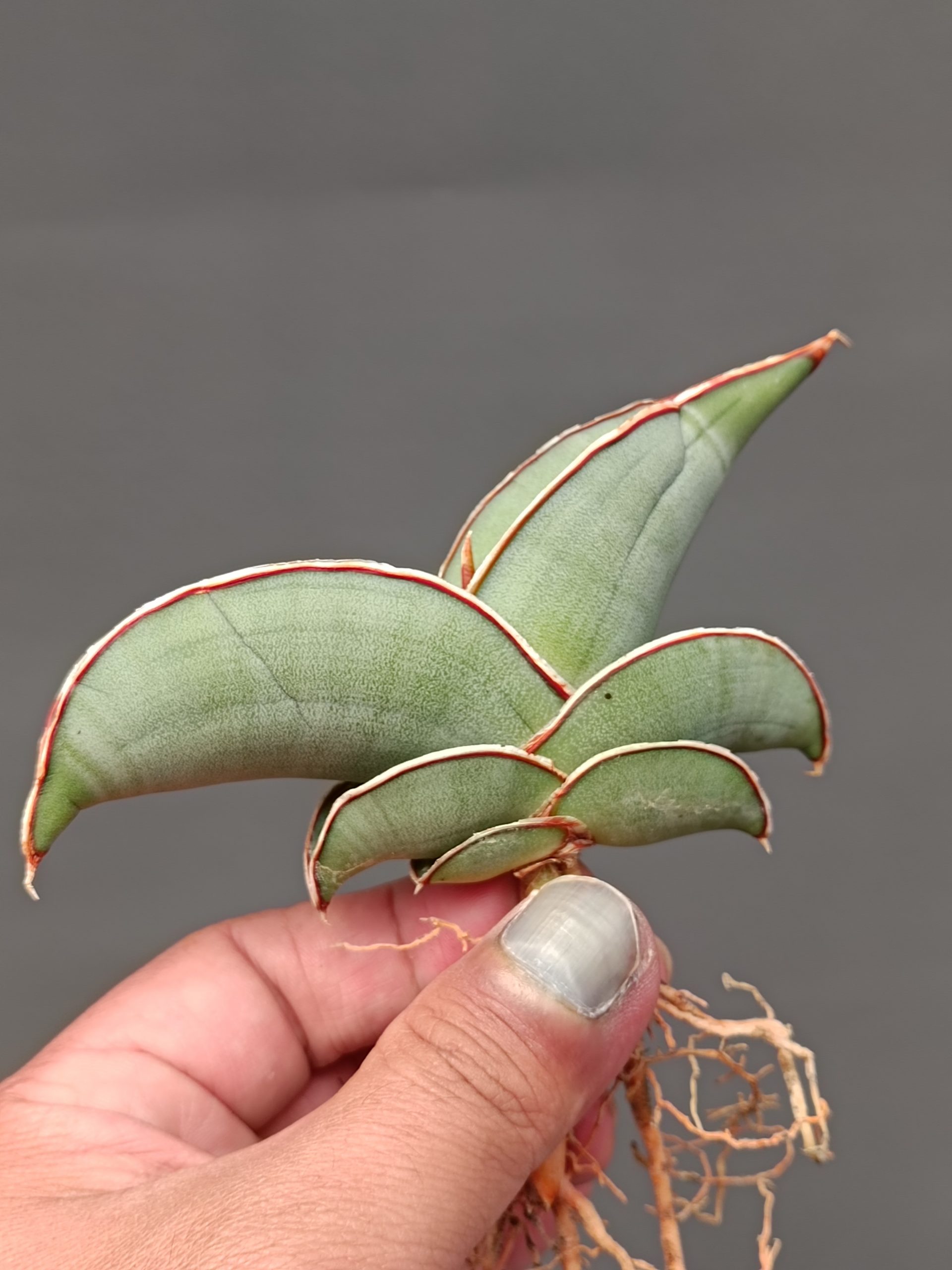 1000. Sansevieria Banana - Image 11