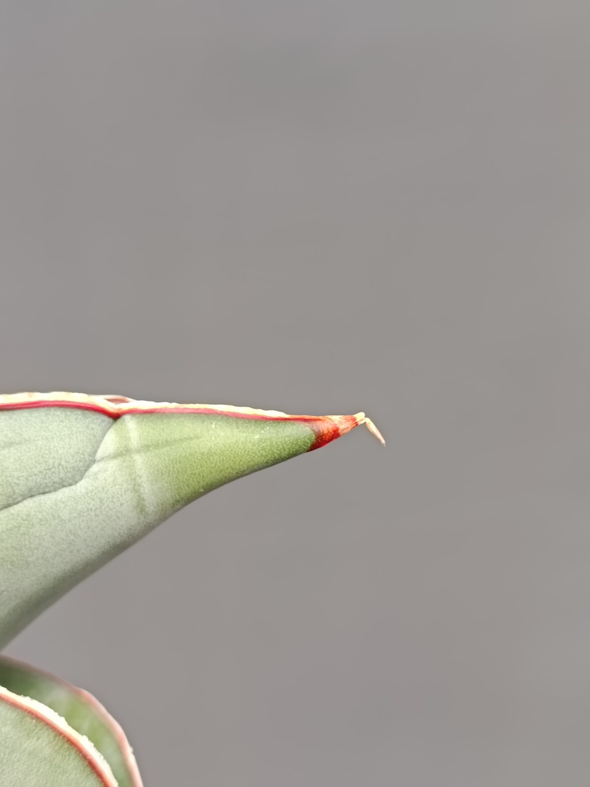 1000. Sansevieria Banana - Image 17