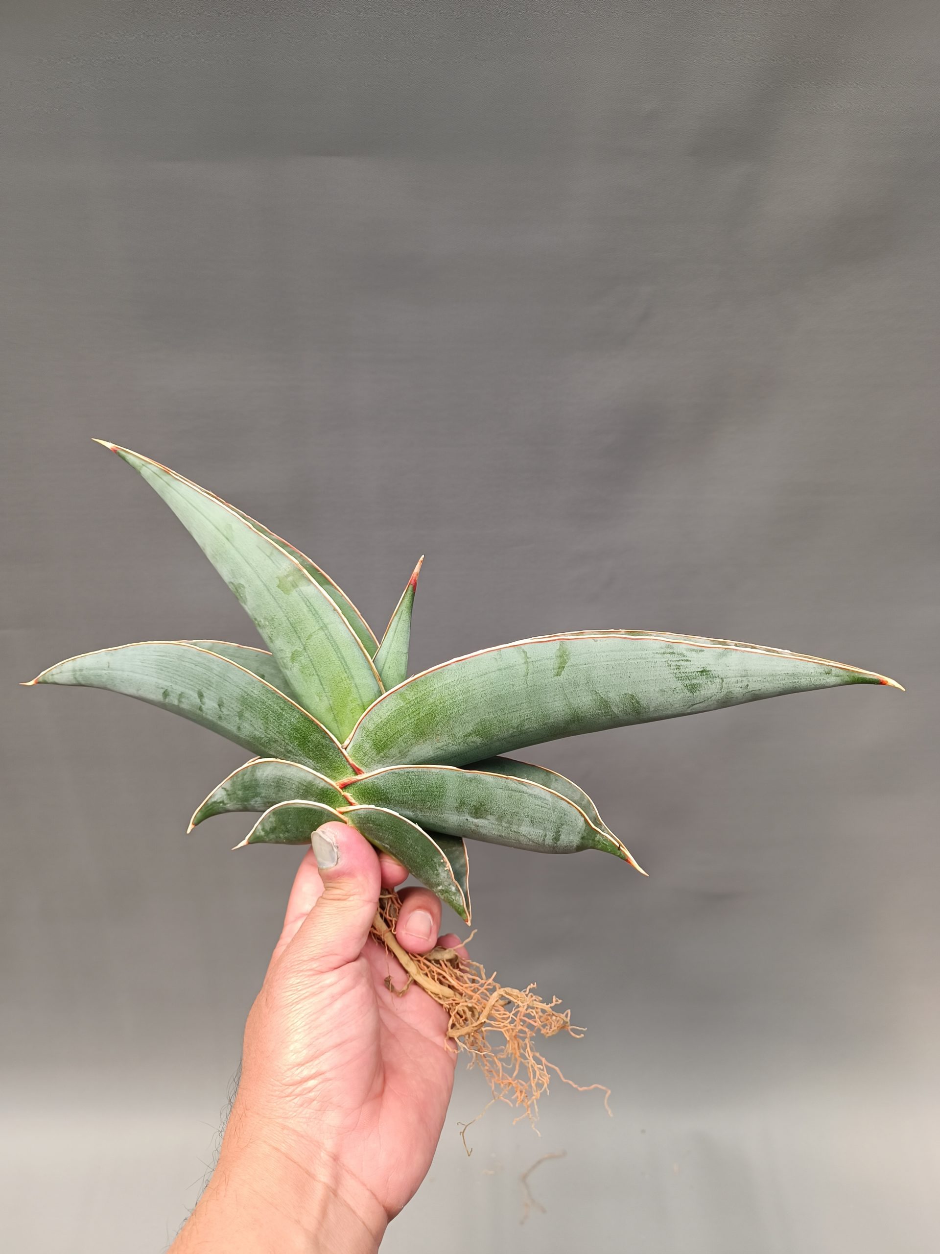 1086. Sansevieria Banana Size 20 Cm - Image 6
