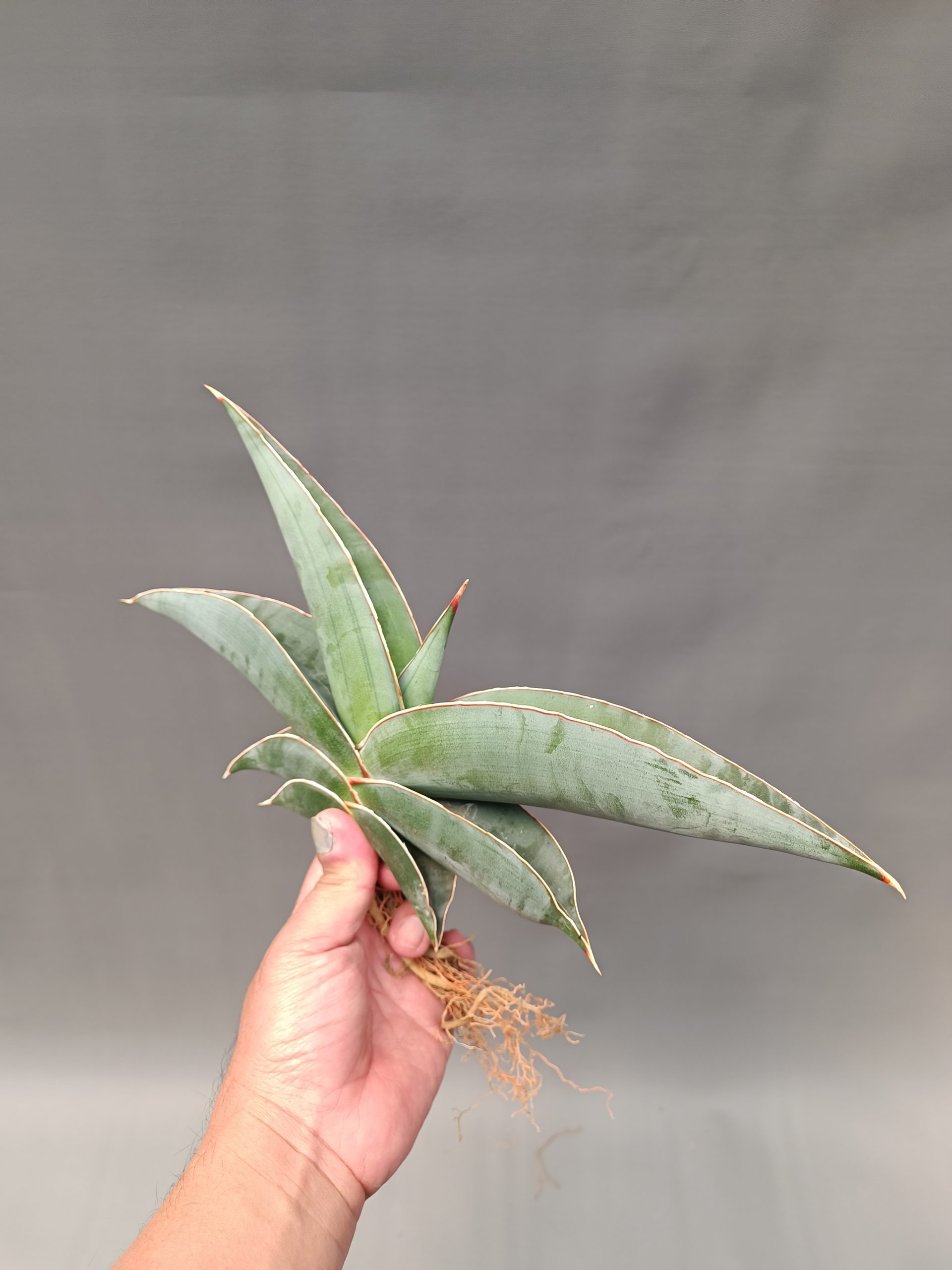 1086. Sansevieria Banana Size 20 Cm - Image 5