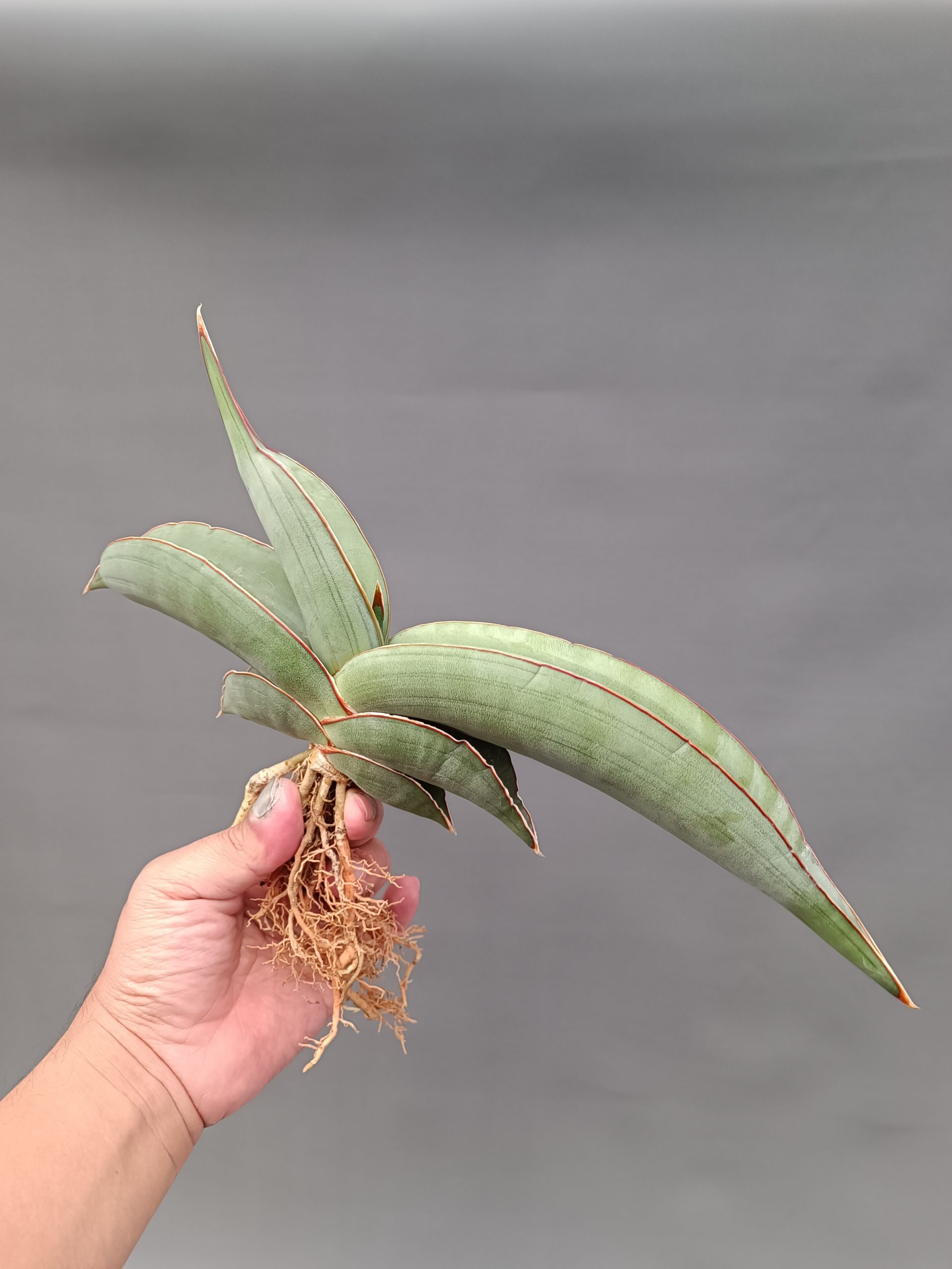 1086. Sansevieria Banana Size 20 Cm - Image 3