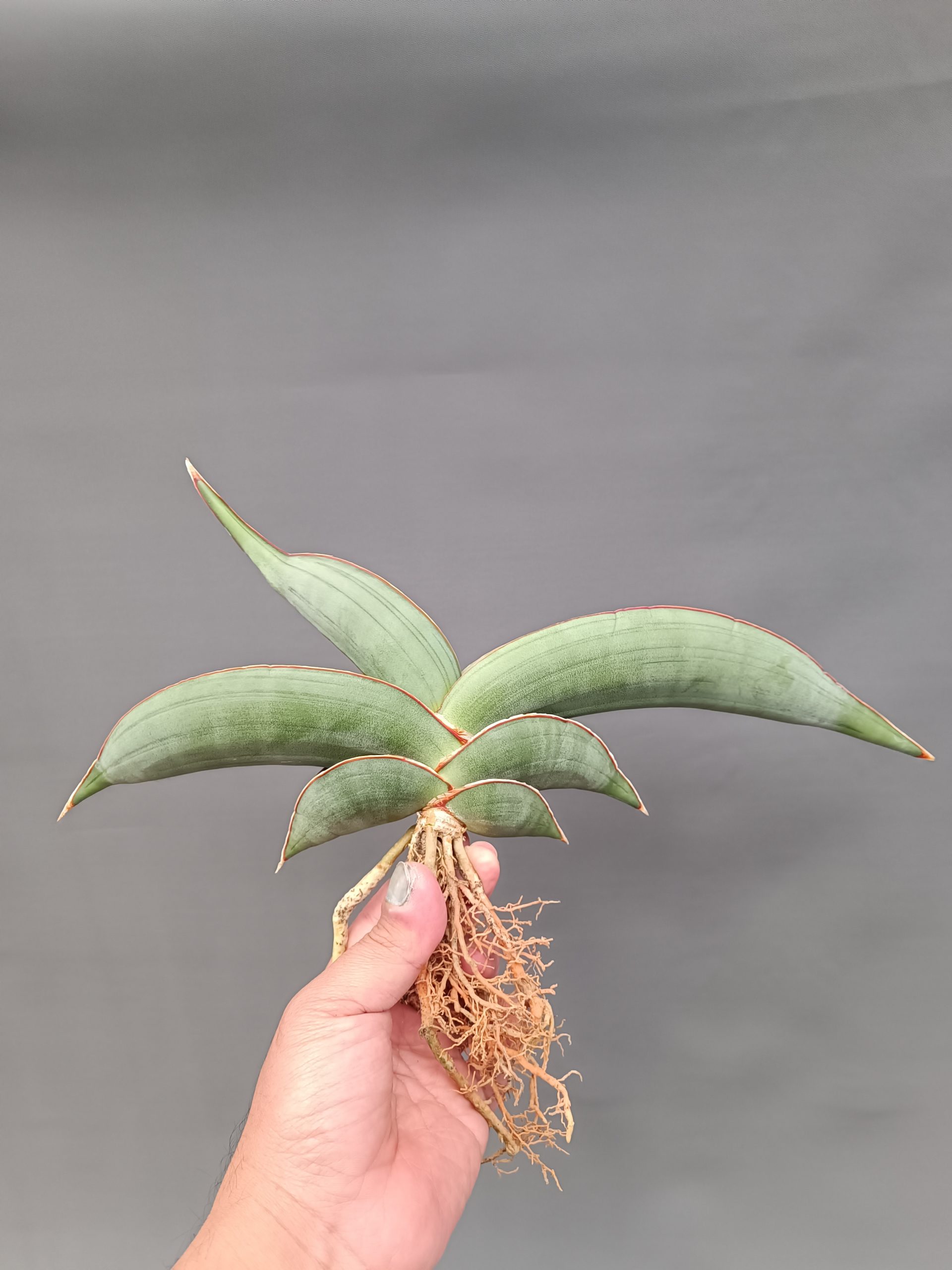 1086. Sansevieria Banana Size 20 Cm - Image 4