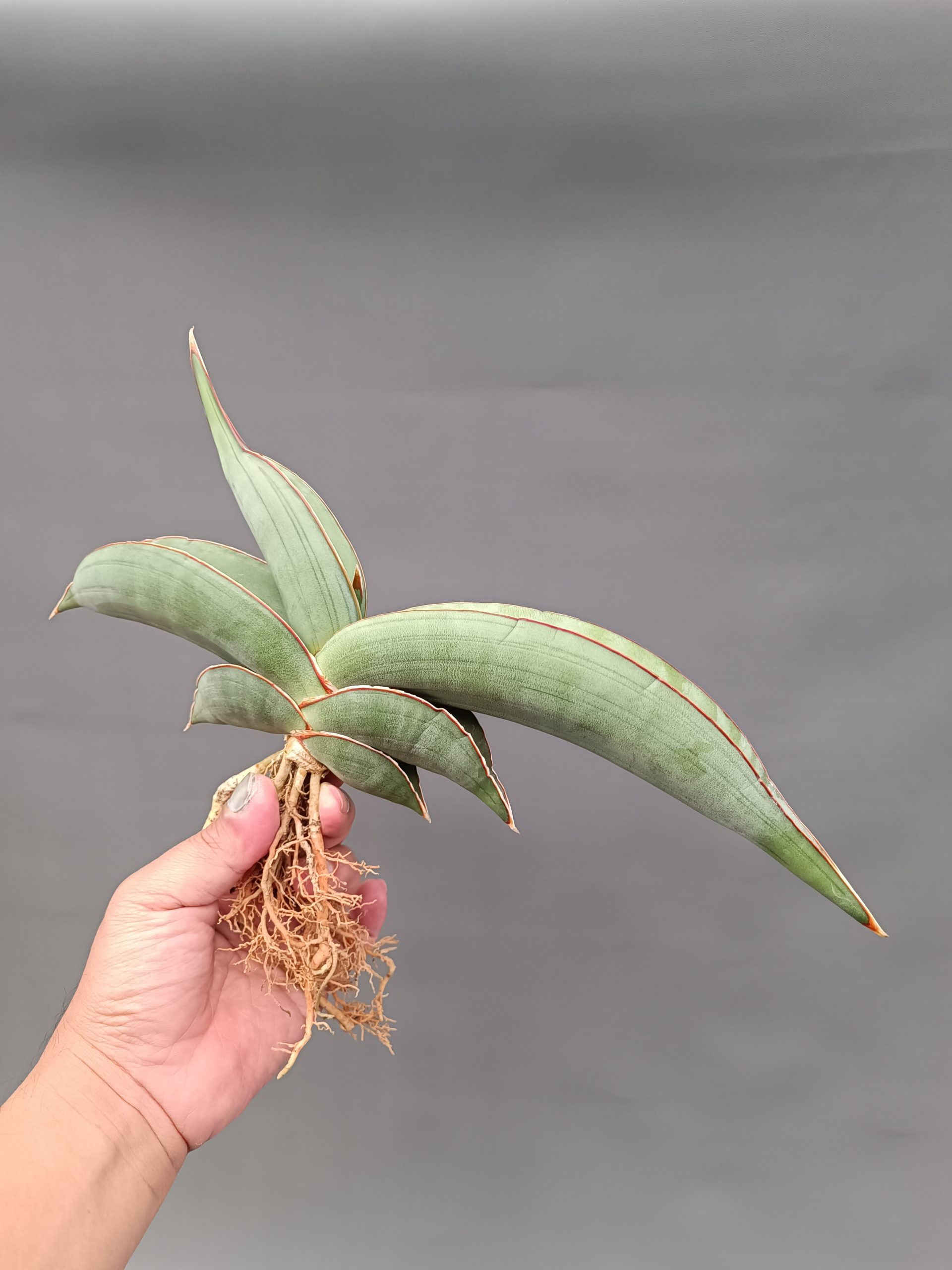 1086. Sansevieria Banana Size 20 Cm - Image 2