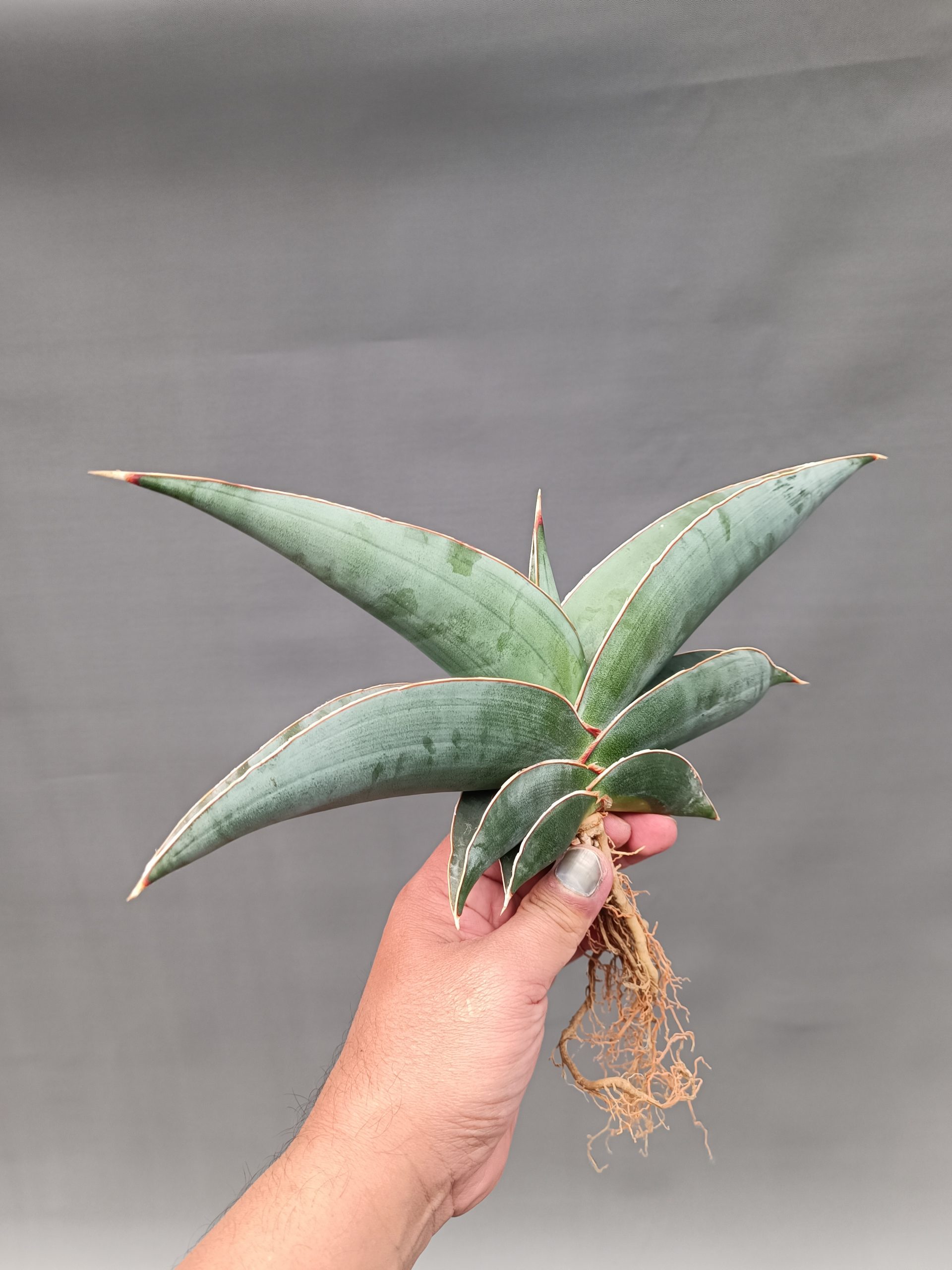 1086. Sansevieria Banana Size 20 Cm - Image 7