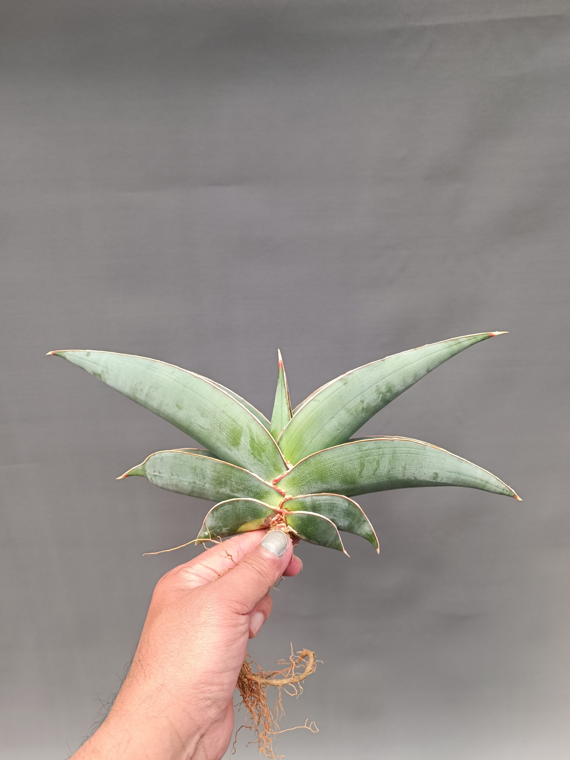 1086. Sansevieria Banana Size 20 Cm - Image 8