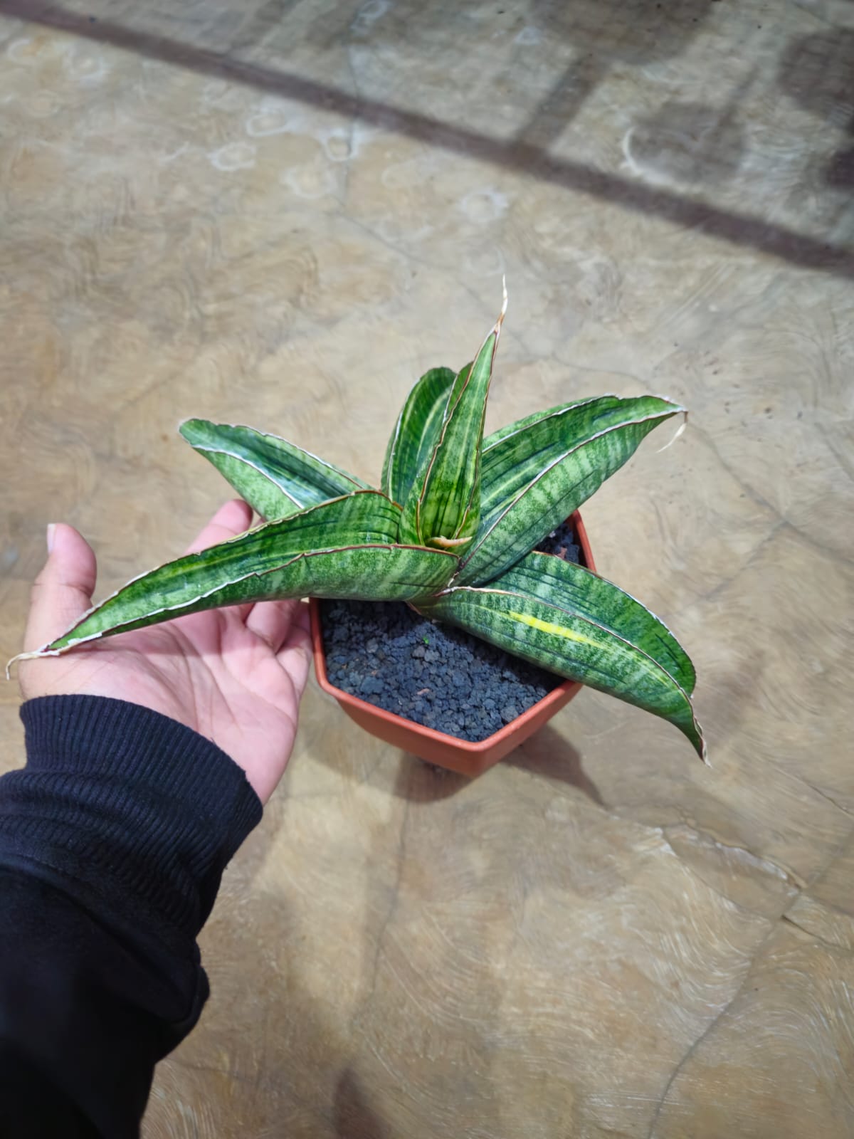1091. Sansevieria Sinus Zimbabwe Variegated - Image 3