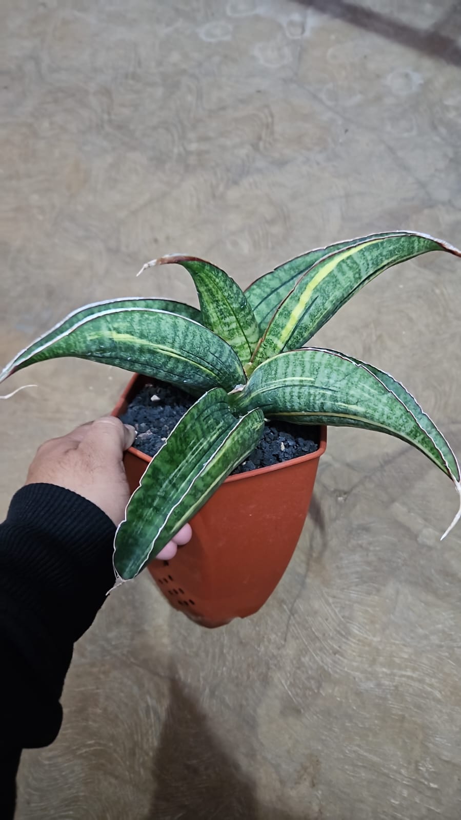 1091. Sansevieria Sinus Zimbabwe Variegated - Image 4