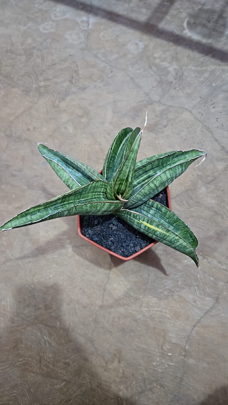 1091. Sansevieria Sinus Zimbabwe Variegated - Image 2