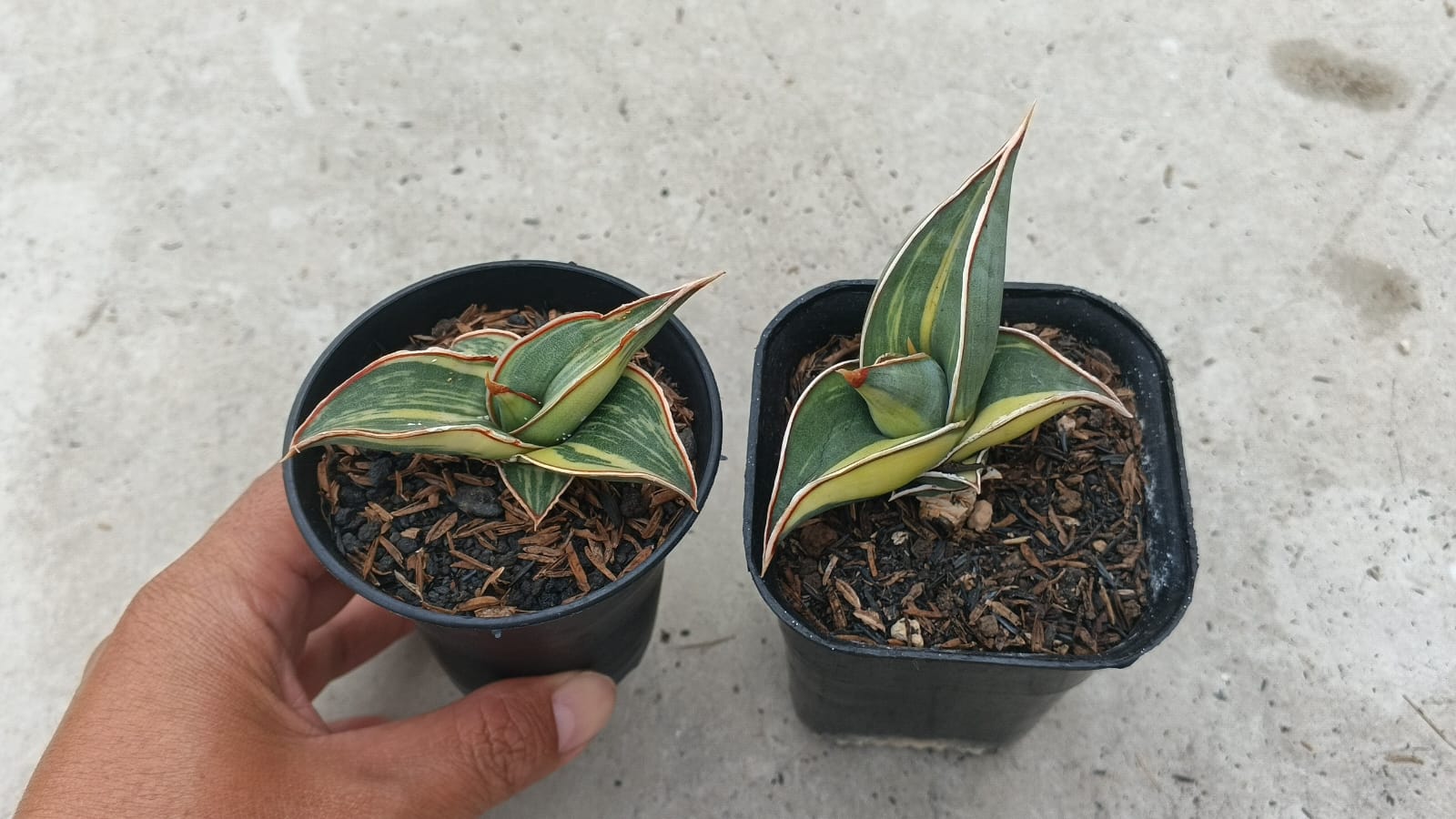 1166. Sansevieria Rorida Lite Variegated - Image 2