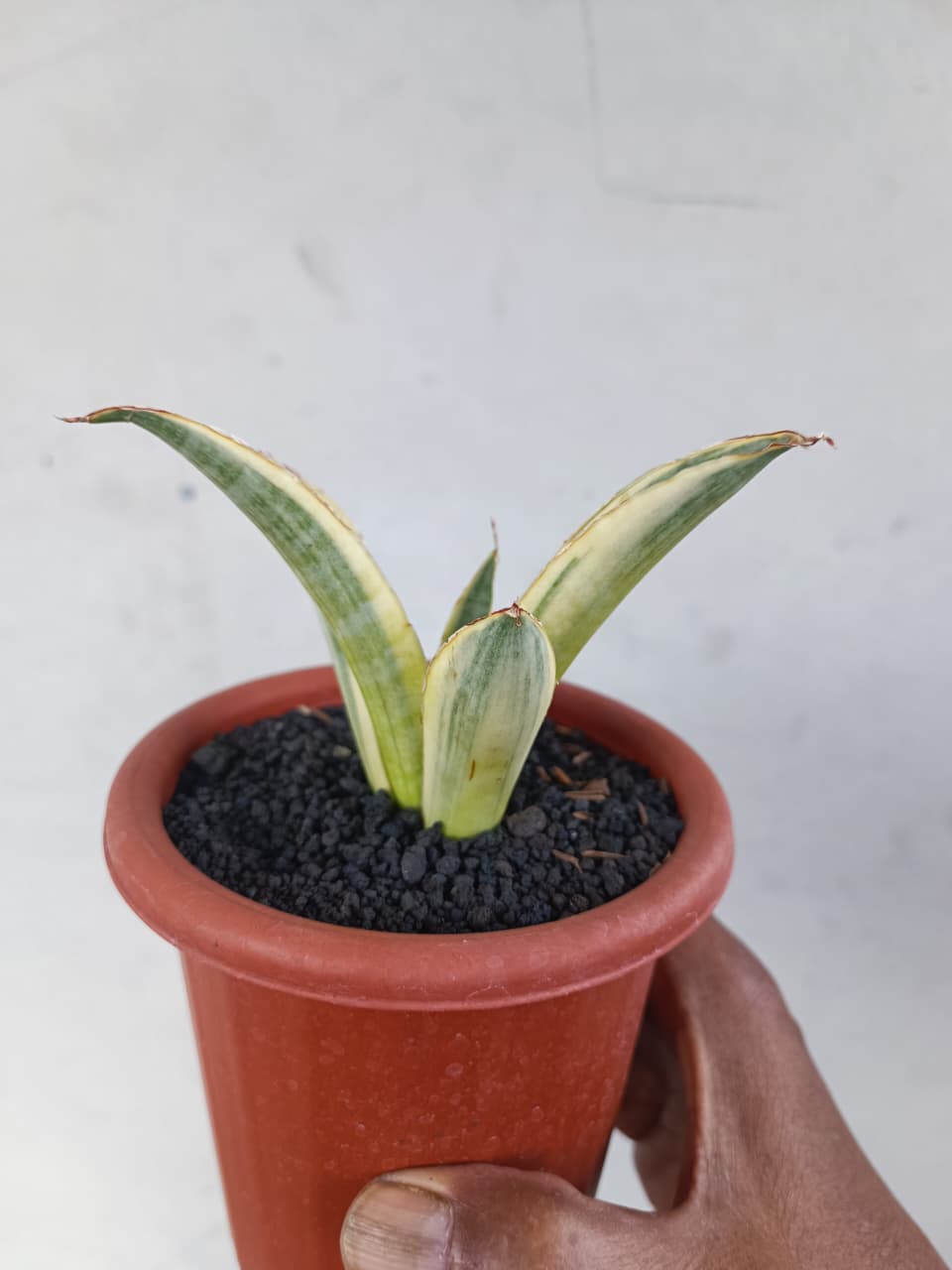 1224. Sansevieria Marsanda White Variegated - Image 7