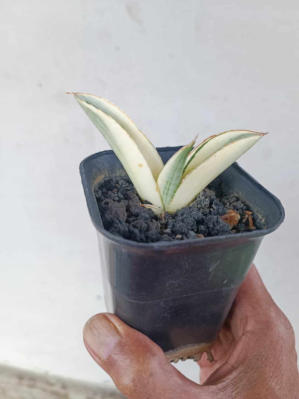 1224. Sansevieria Marsanda White Variegated - Image 13
