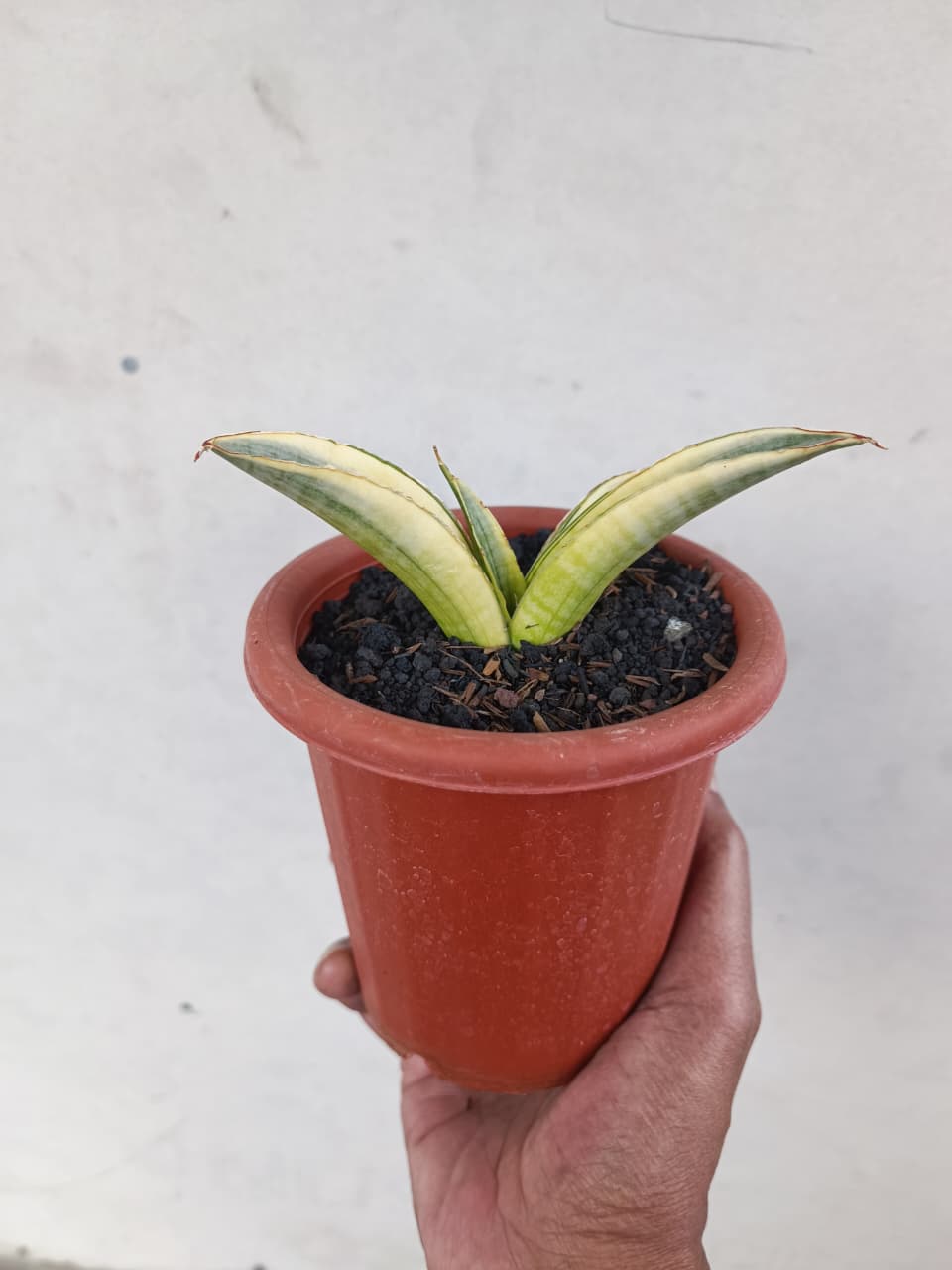 1224. Sansevieria Marsanda White Variegated - Image 4