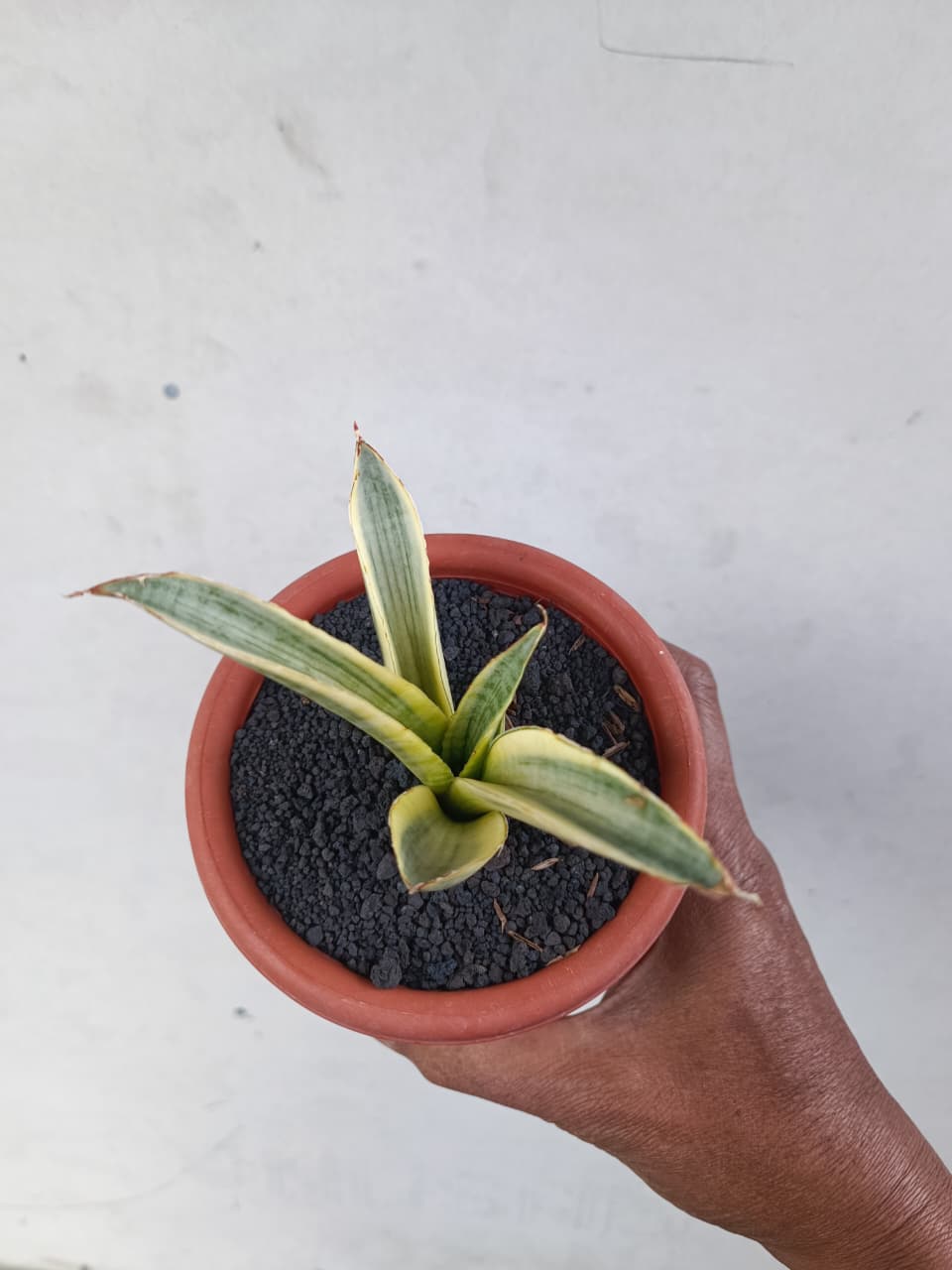 1224. Sansevieria Marsanda White Variegated - Image 5