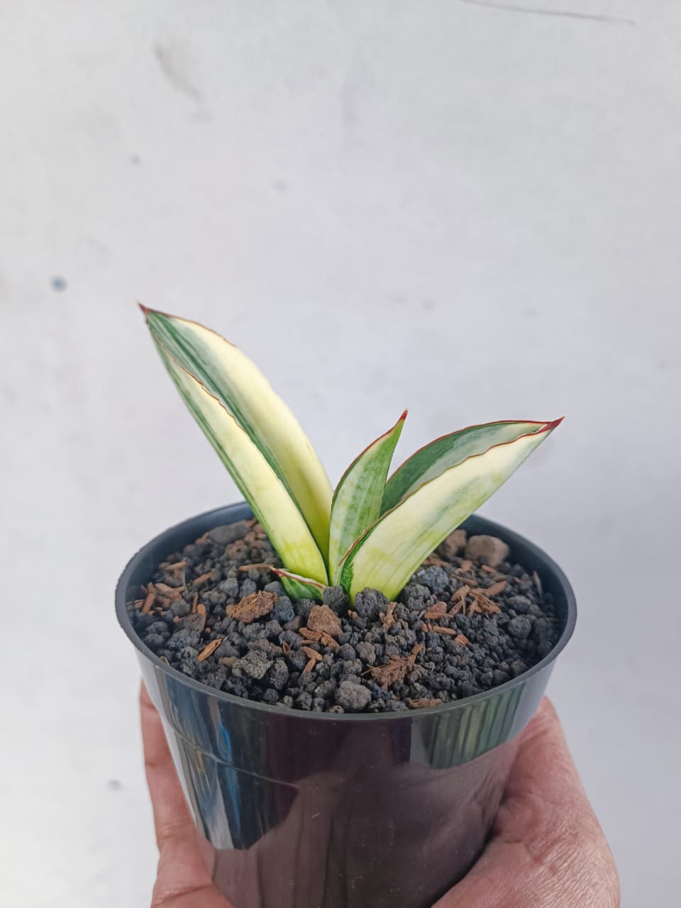 1224. Sansevieria Marsanda White Variegated - Image 17