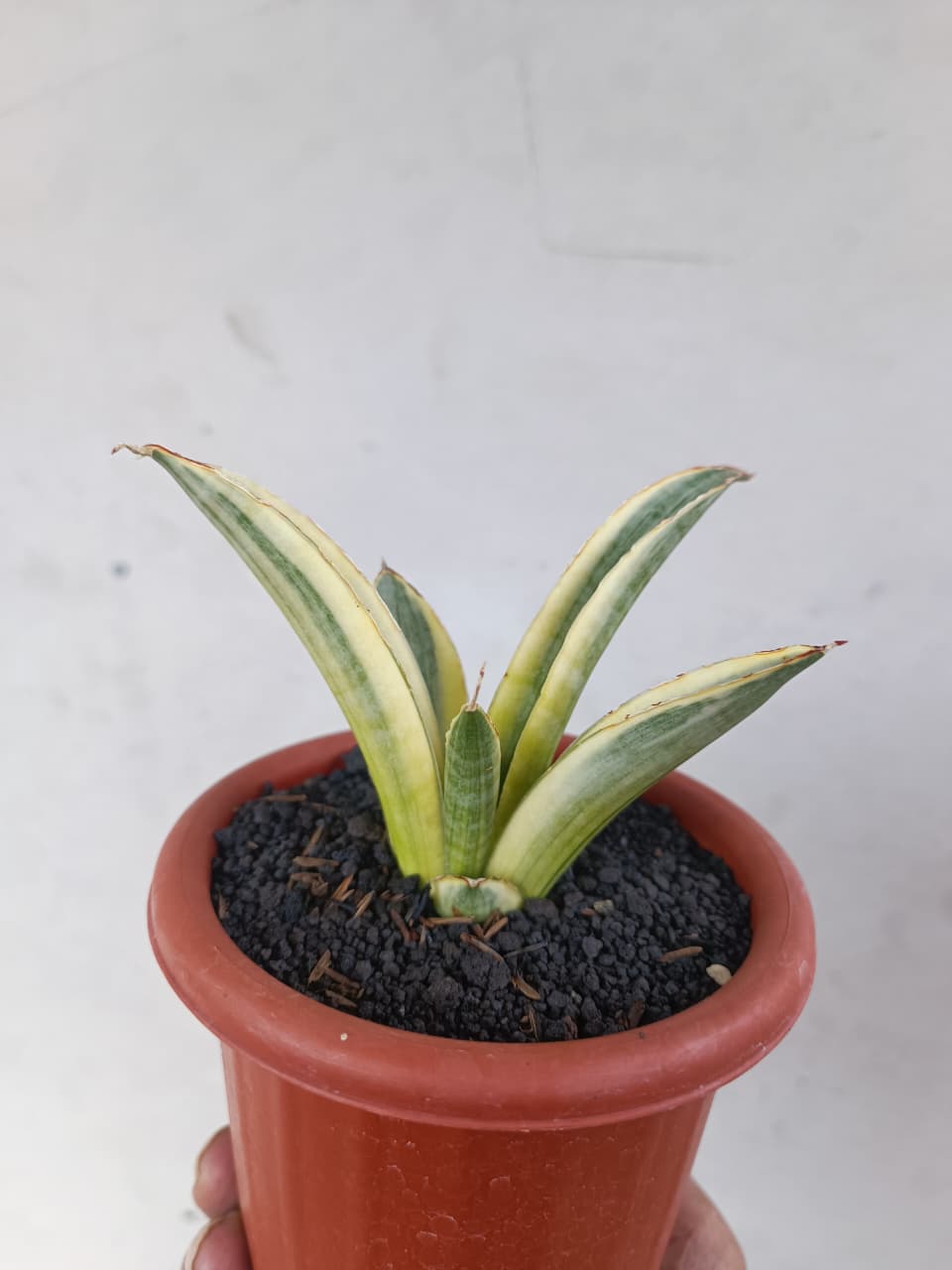 1224. Sansevieria Marsanda White Variegated - Image 6