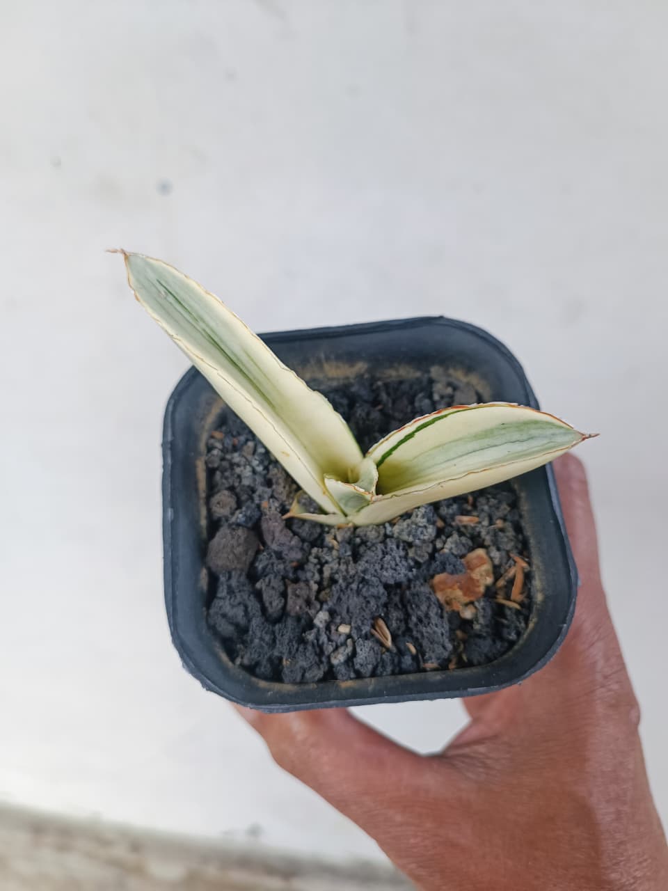1224. Sansevieria Marsanda White Variegated - Image 12