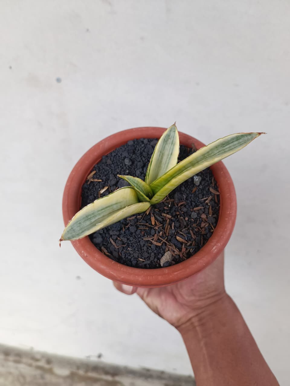 1224. Sansevieria Marsanda White Variegated - Image 3