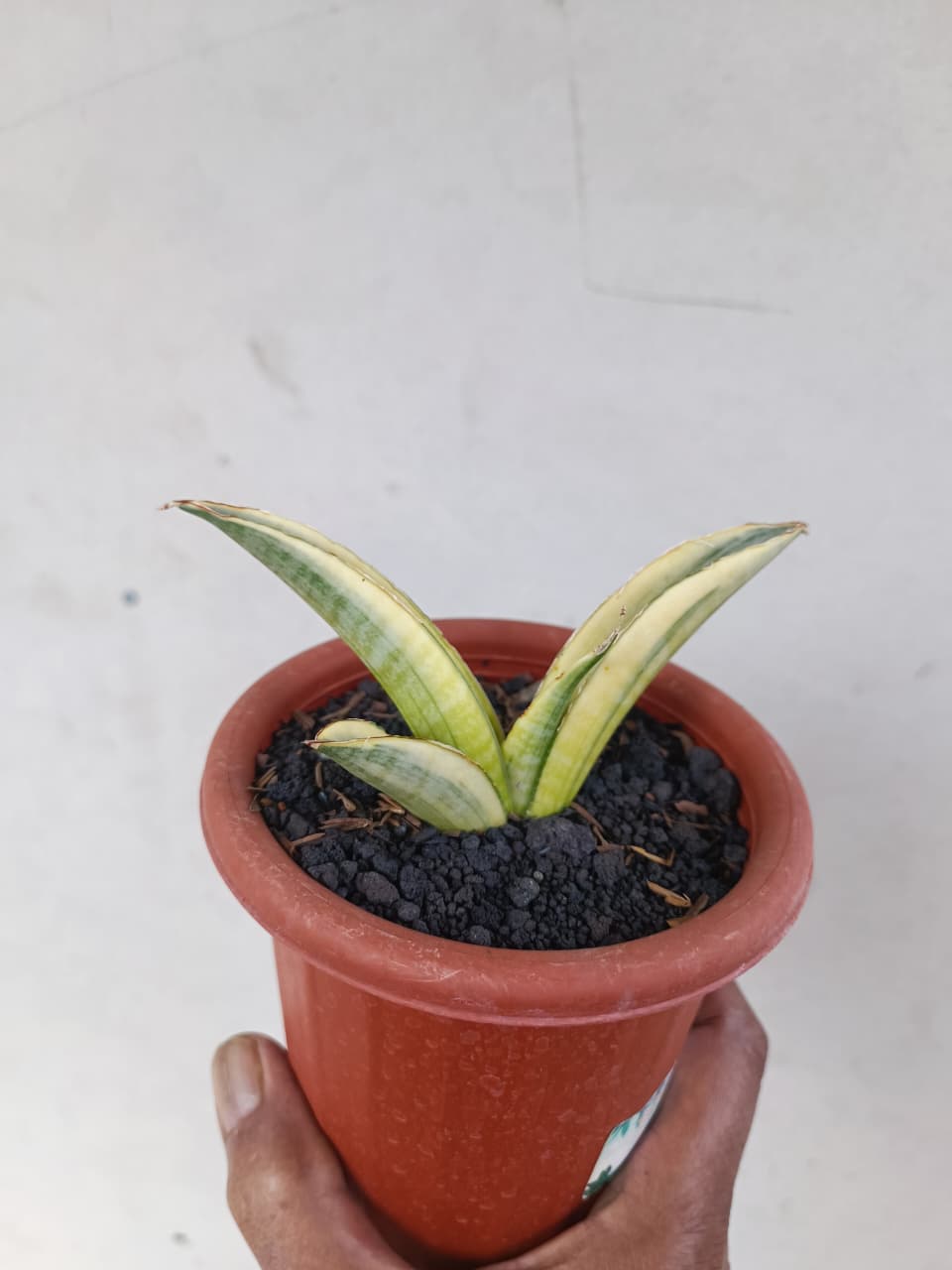 1224. Sansevieria Marsanda White Variegated - Image 2