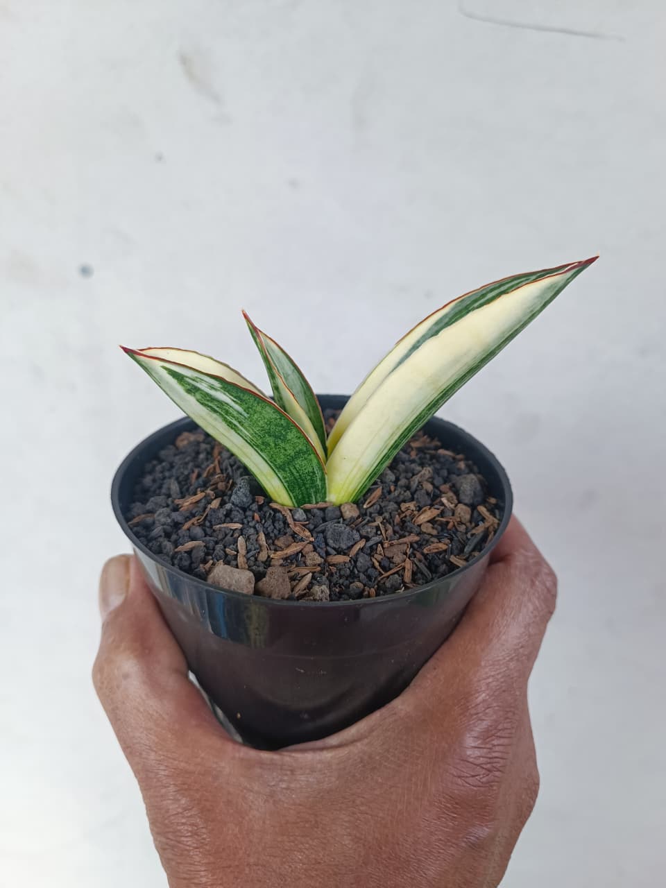 1224. Sansevieria Marsanda White Variegated - Image 15