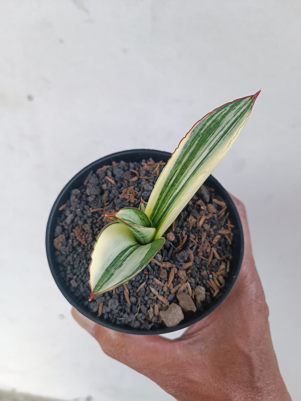 1224. Sansevieria Marsanda White Variegated - Image 16