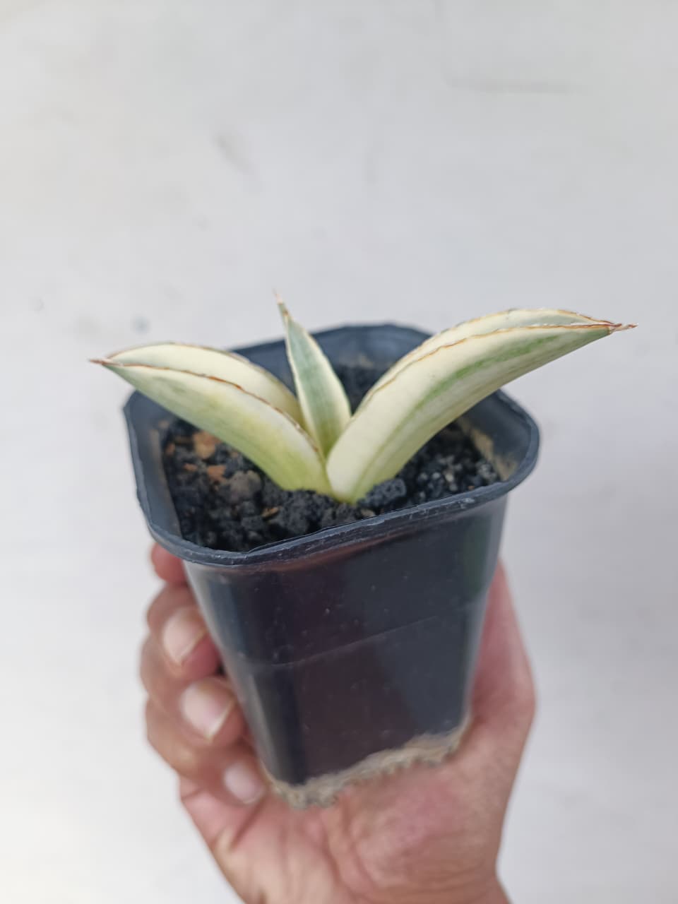 1224. Sansevieria Marsanda White Variegated - Image 14