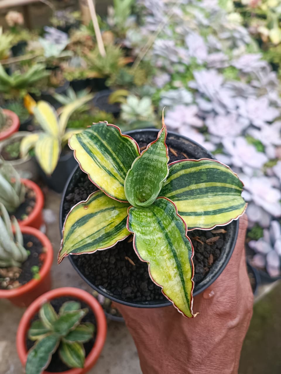 1680. Sansevieria Macrophylla Rossete Variegated - Image 3