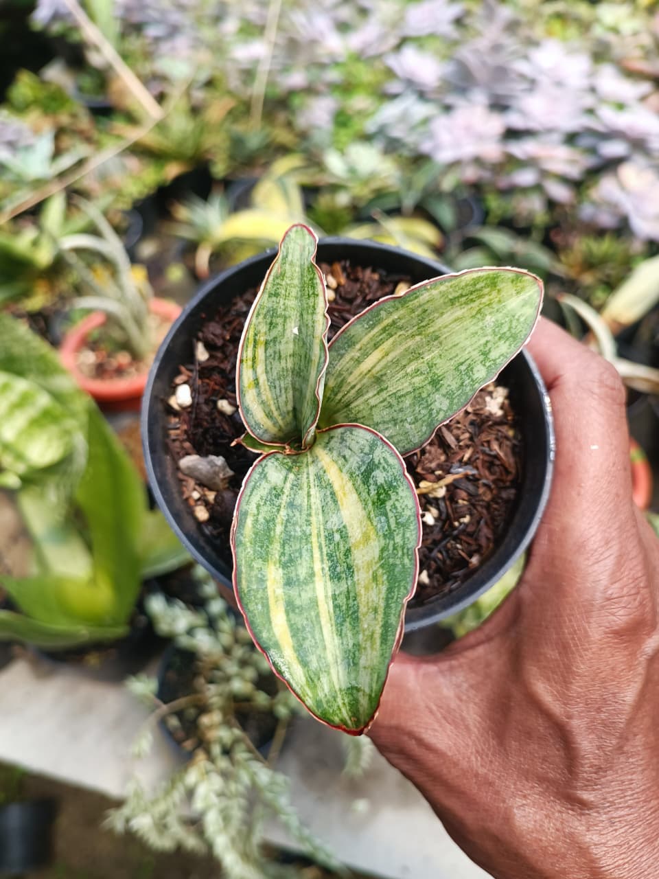 1680. Sansevieria Macrophylla Rossete Variegated - Image 4