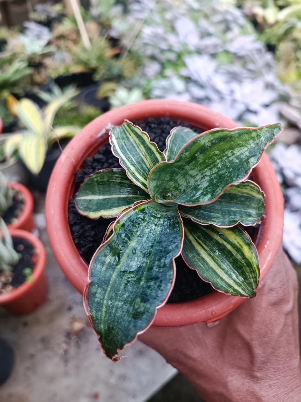 1680. Sansevieria Macrophylla Rossete Variegated - Image 2