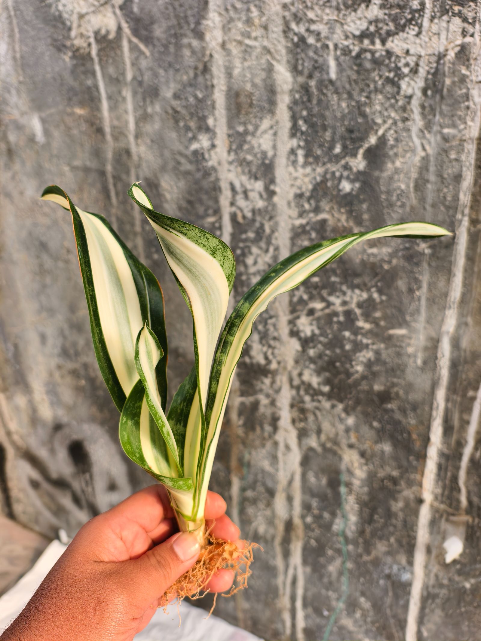 1373. Sansevieria Sarah Huffman - Image 5