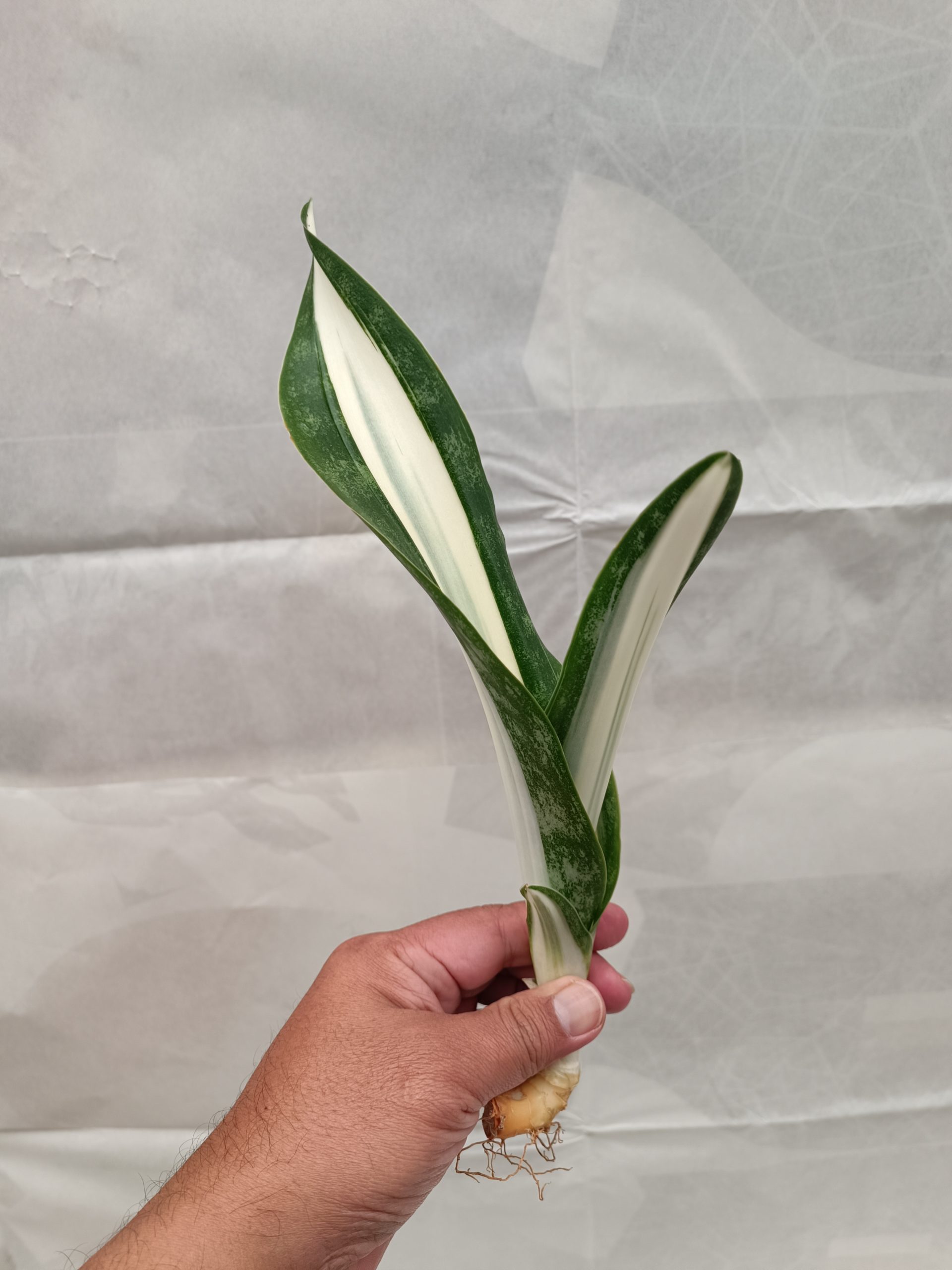 1373. Sansevieria Sarah Huffman - Image 3