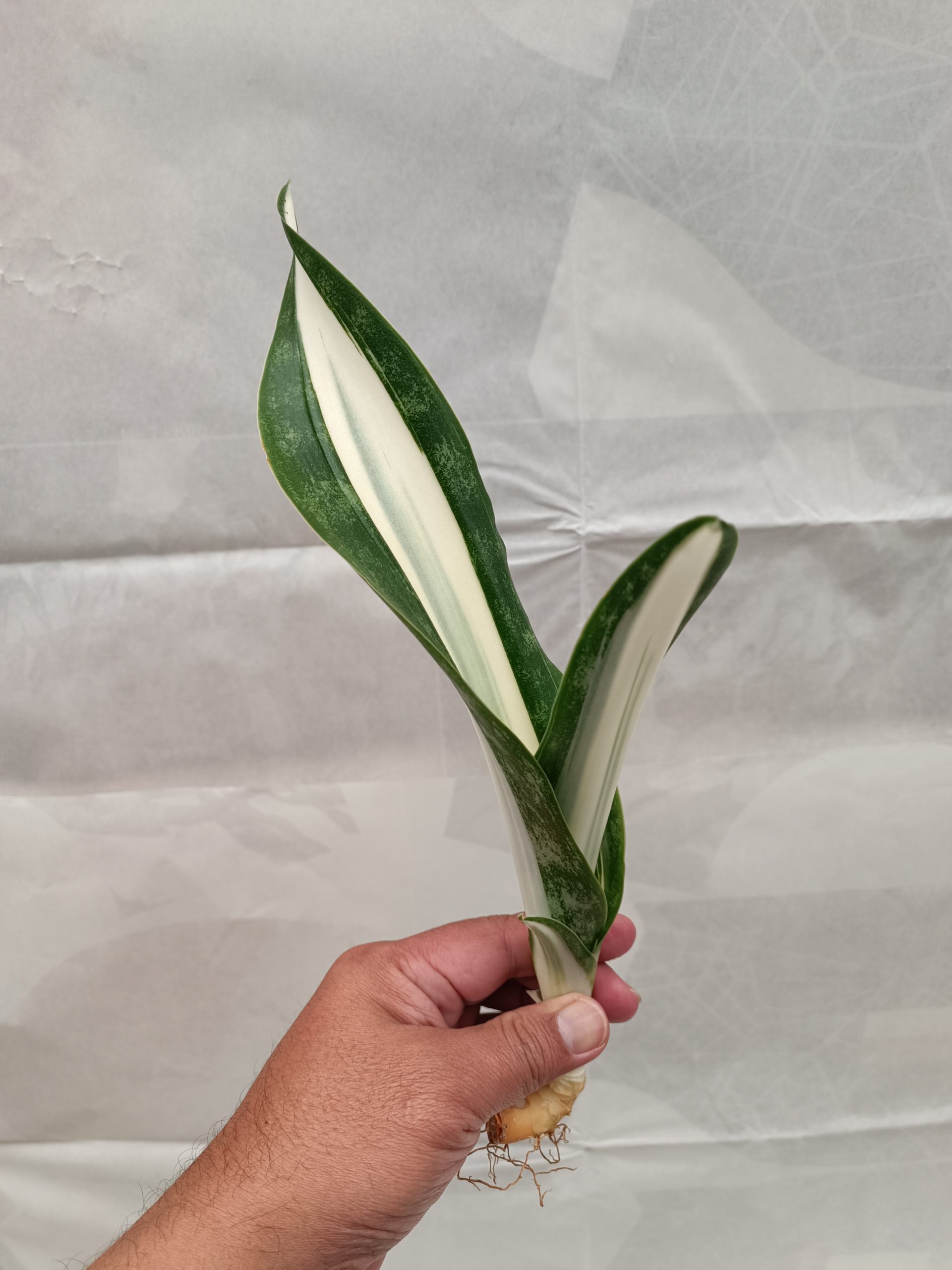 1373. Sansevieria Sarah Huffman - Image 7