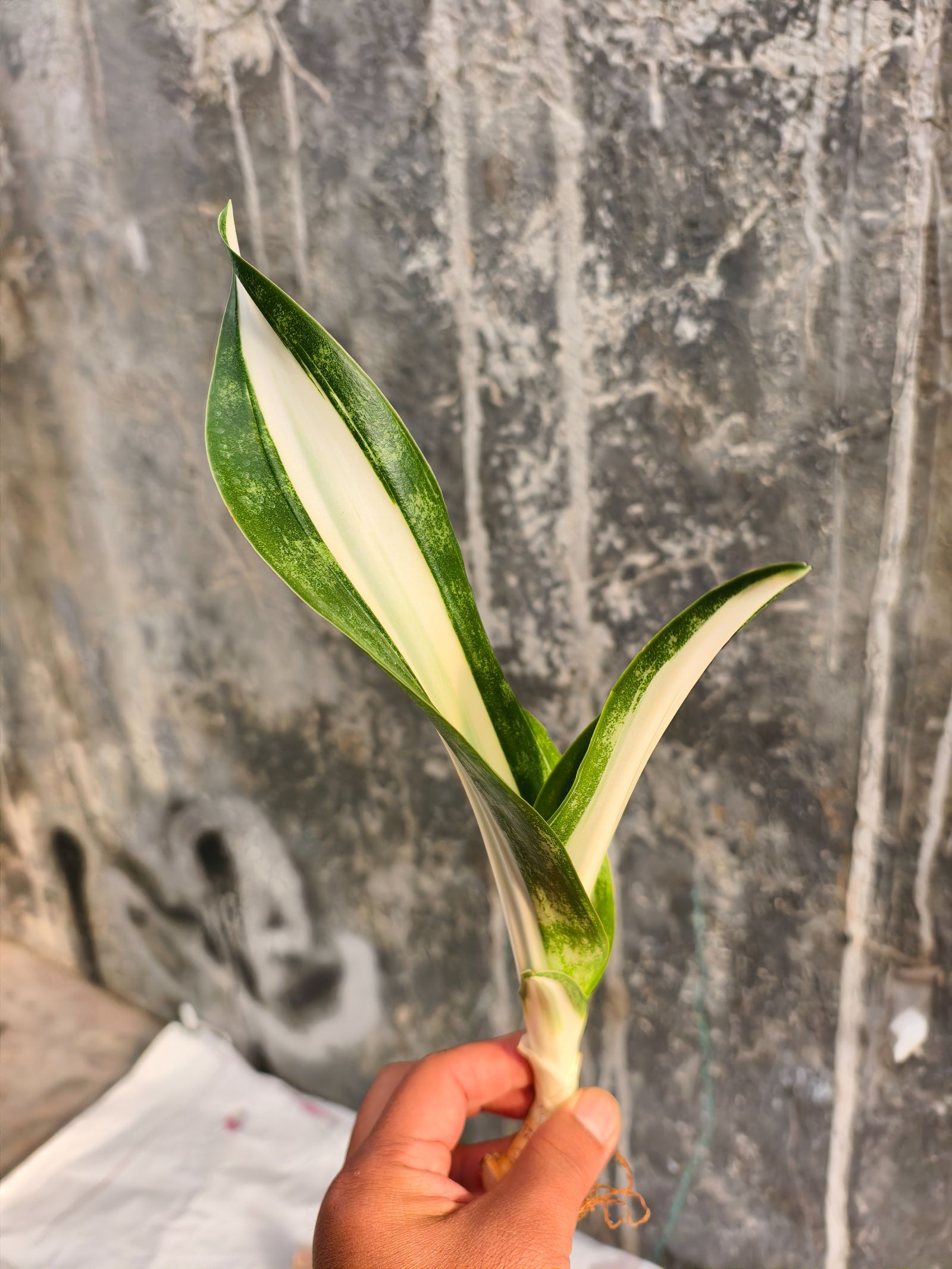 1373. Sansevieria Sarah Huffman - Image 4