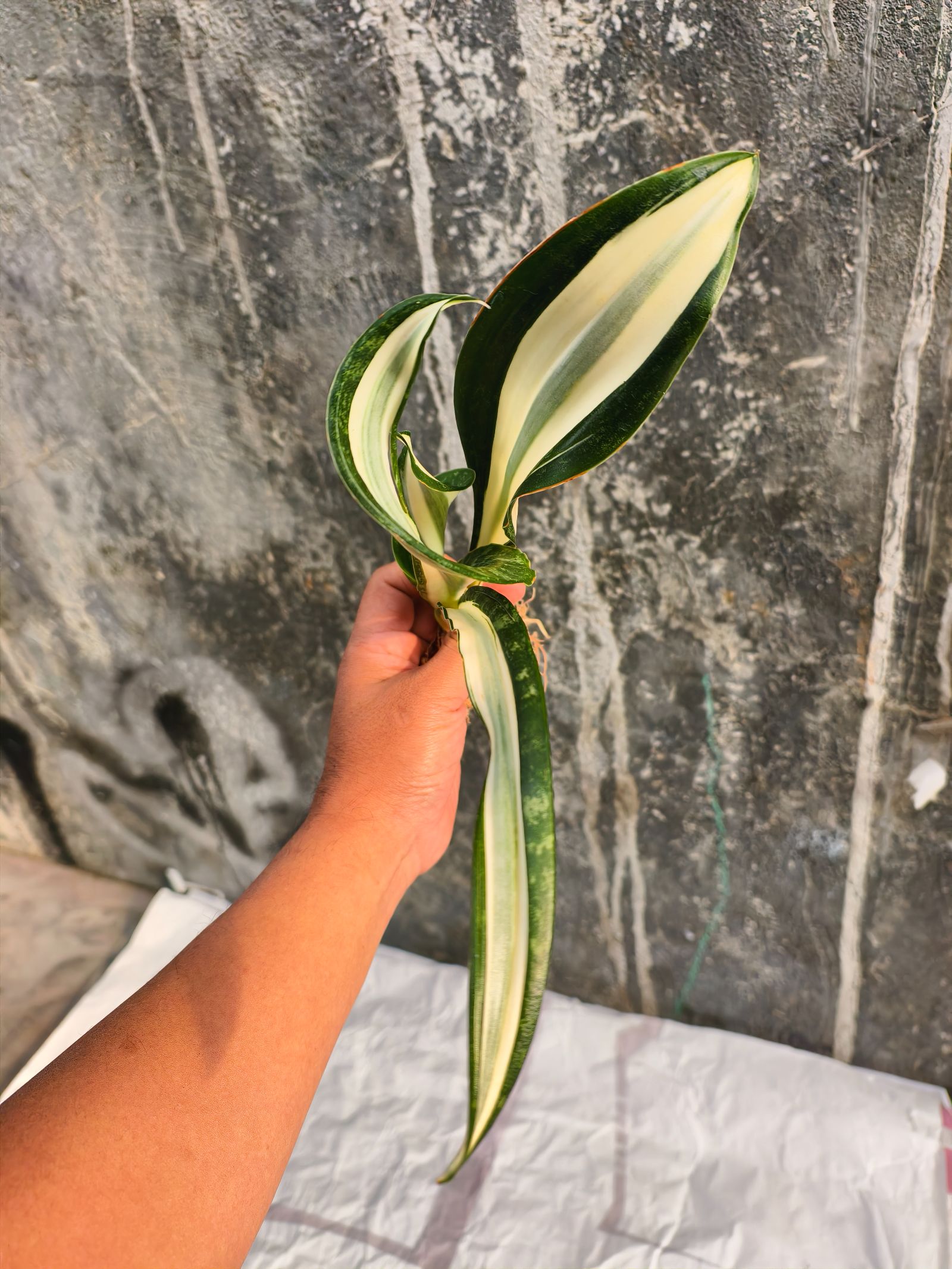 1373. Sansevieria Sarah Huffman - Image 6