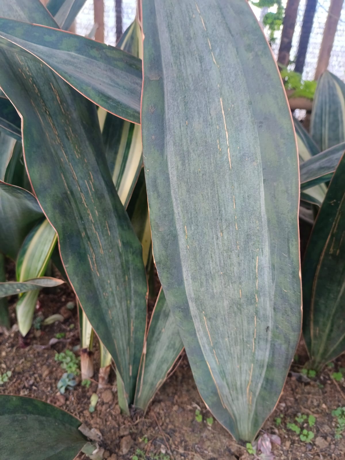 1583. Sansevieria Masoniana Rusty Patterned - Image 2