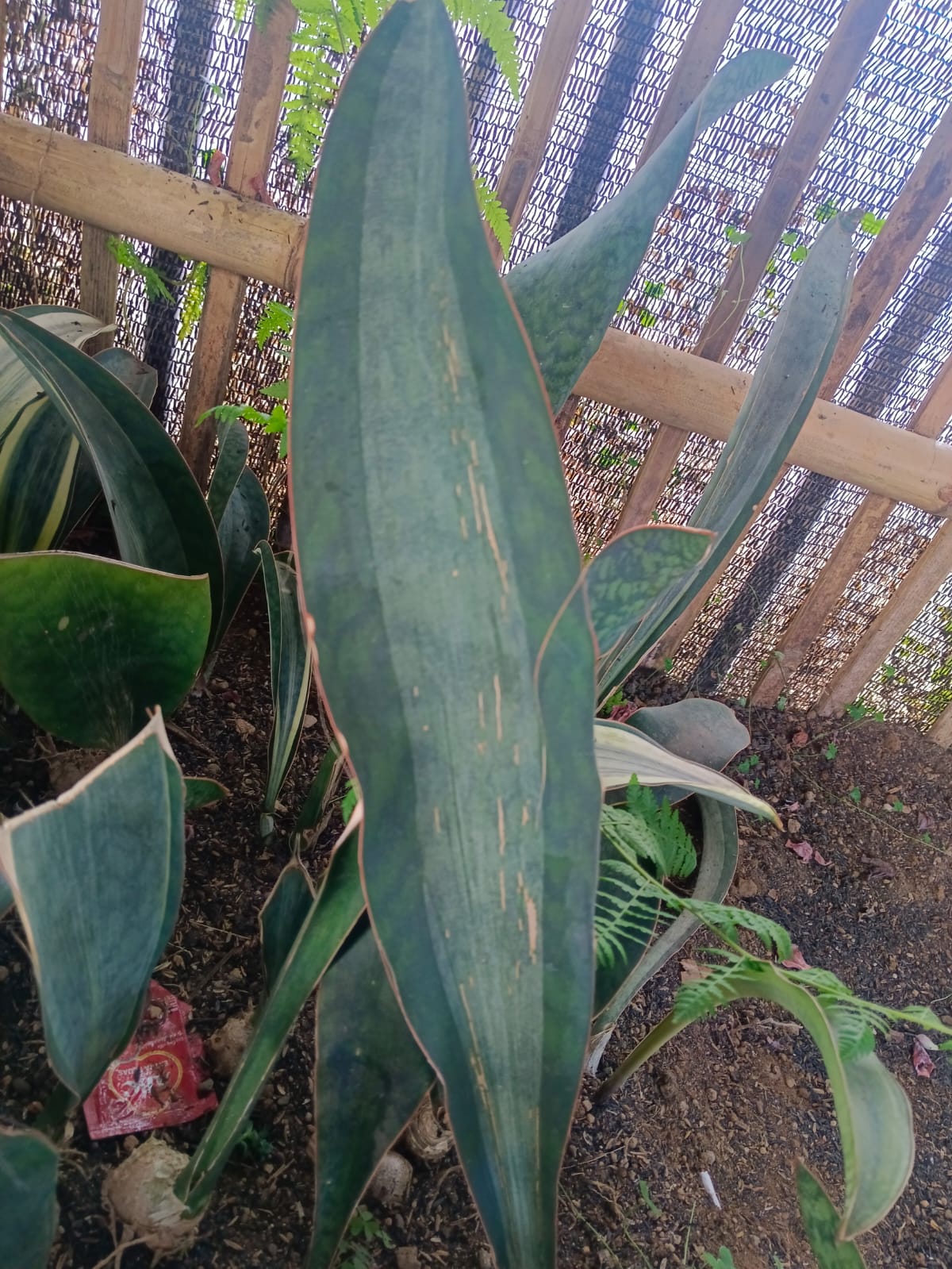 1583. Sansevieria Masoniana Rusty Patterned - Image 8