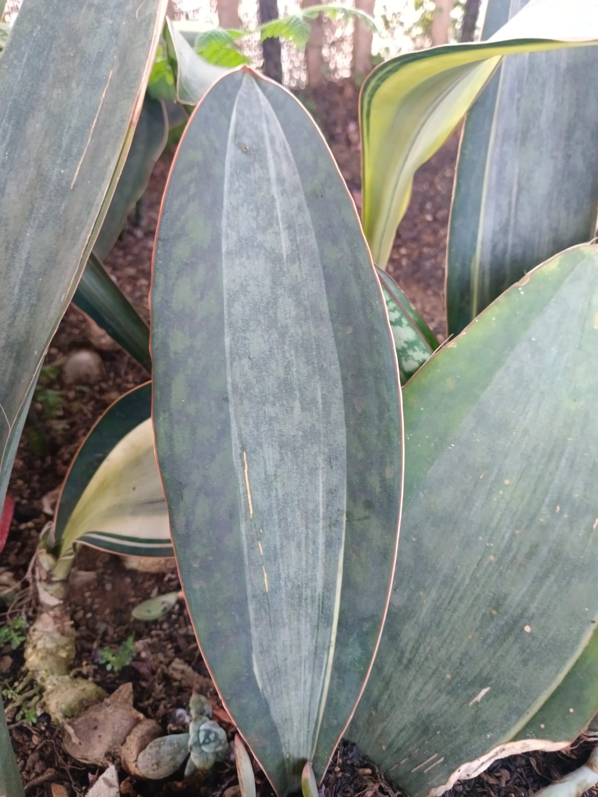 1583. Sansevieria Masoniana Rusty Patterned - Image 4