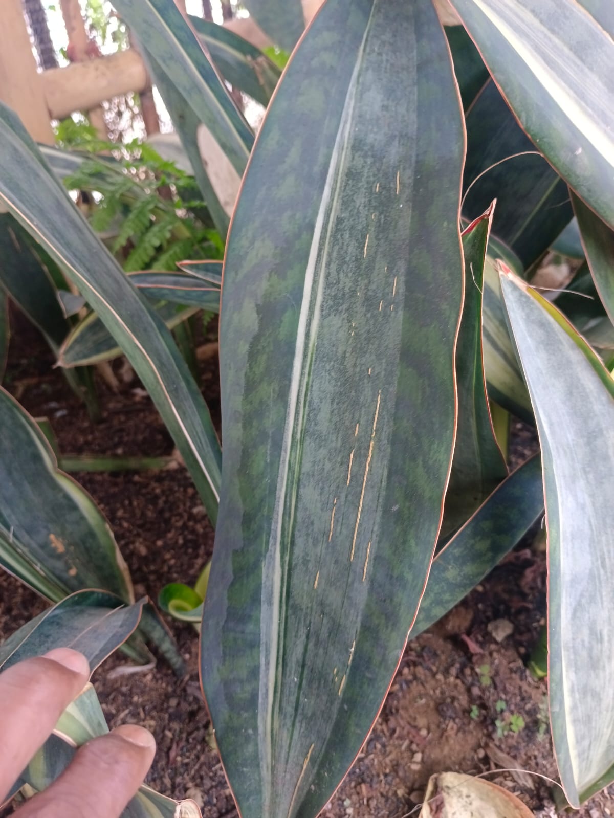 1583. Sansevieria Masoniana Rusty Patterned - Image 6
