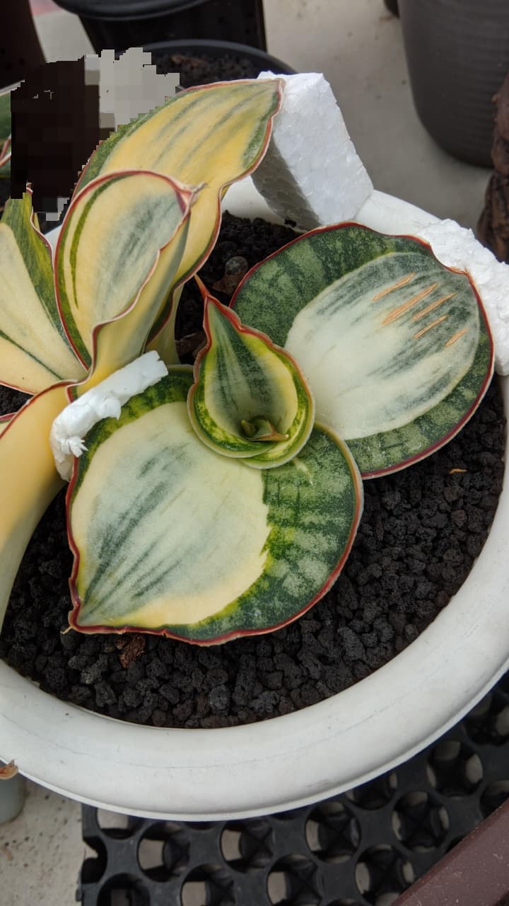 1682. Sansevieria Dragon Compacta White Variegated Size 10 Cm - Image 5